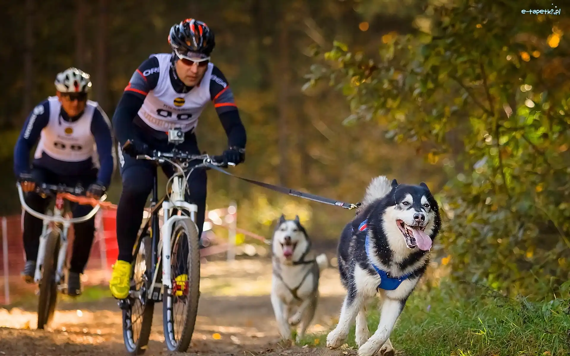 Psy, Las, Husky, Rowerzyści