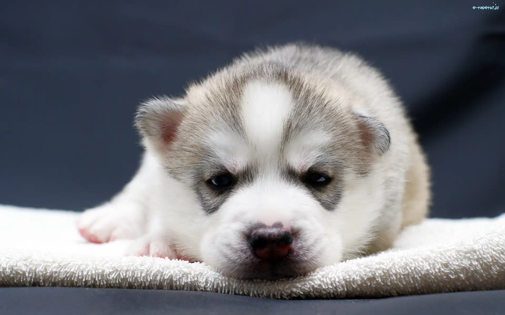 Husky, Szczeniak, Słodki