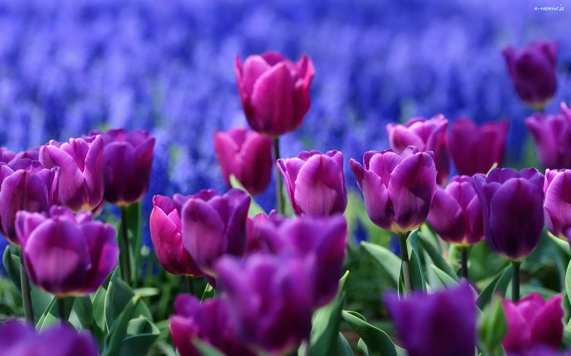 Tulipany, Fioletowe