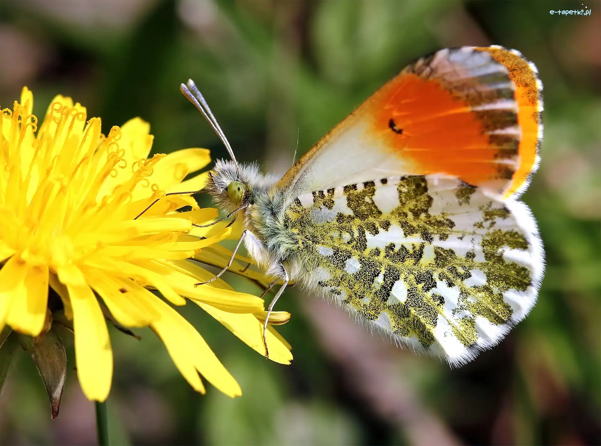 Mniszek, Motyl