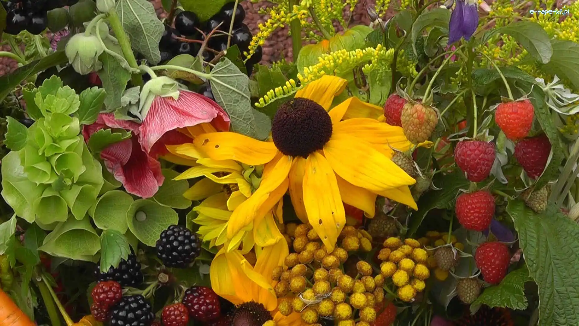 Jeżyny, Maliny, Rudbekia