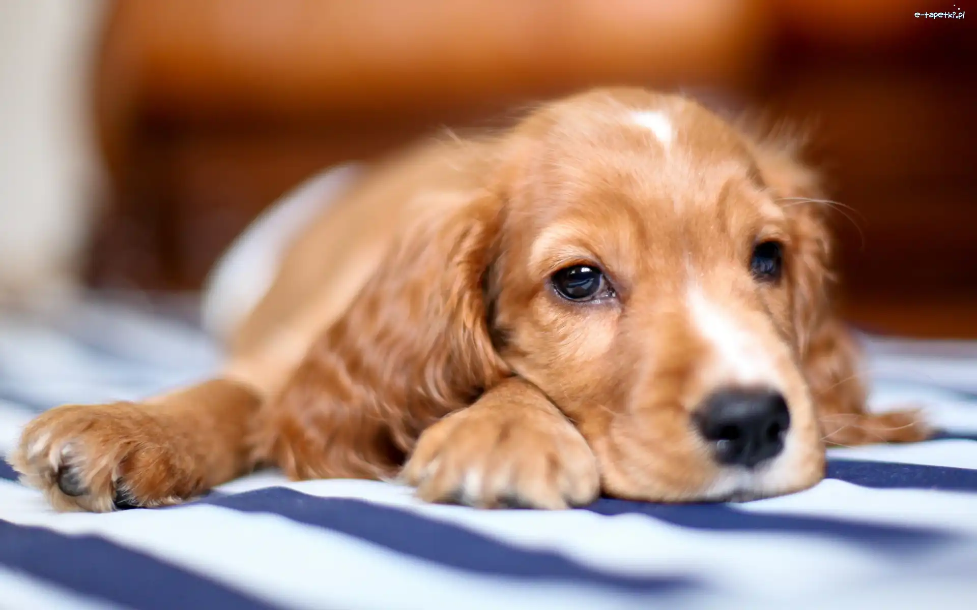 Szczeniak, Spaniel, Cocker