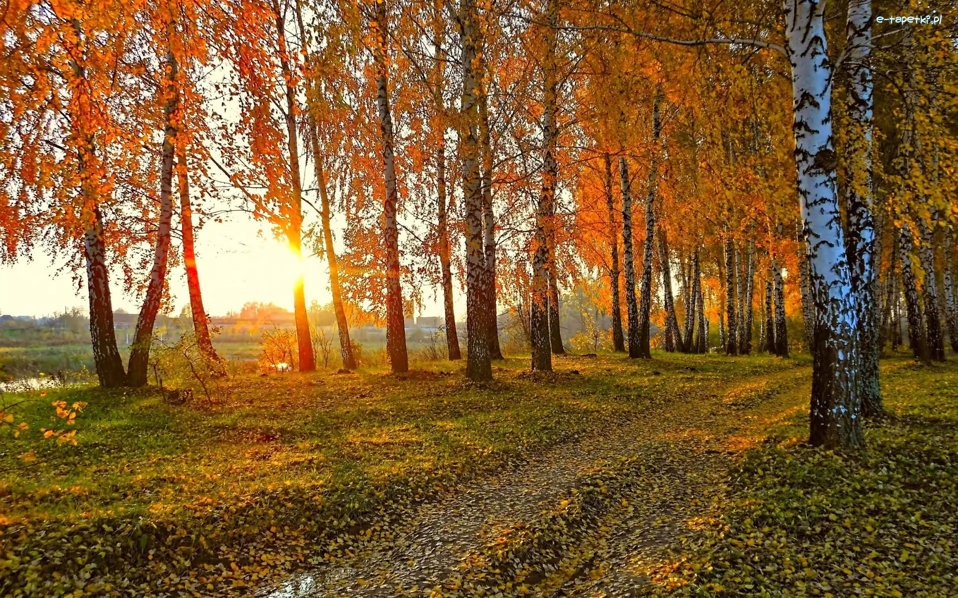 Jesień, Liście, Rzeka, Brzozowy, Las, Słońca, Promienie