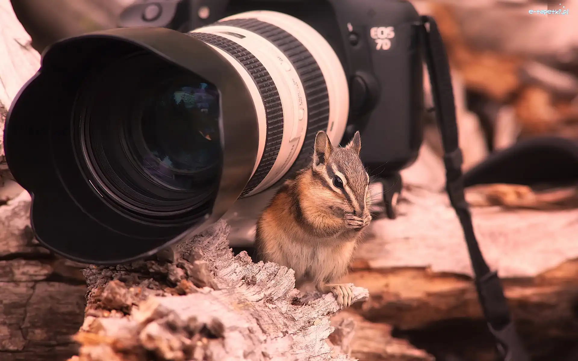Fotograficzny, Aparat, Wiewiórka