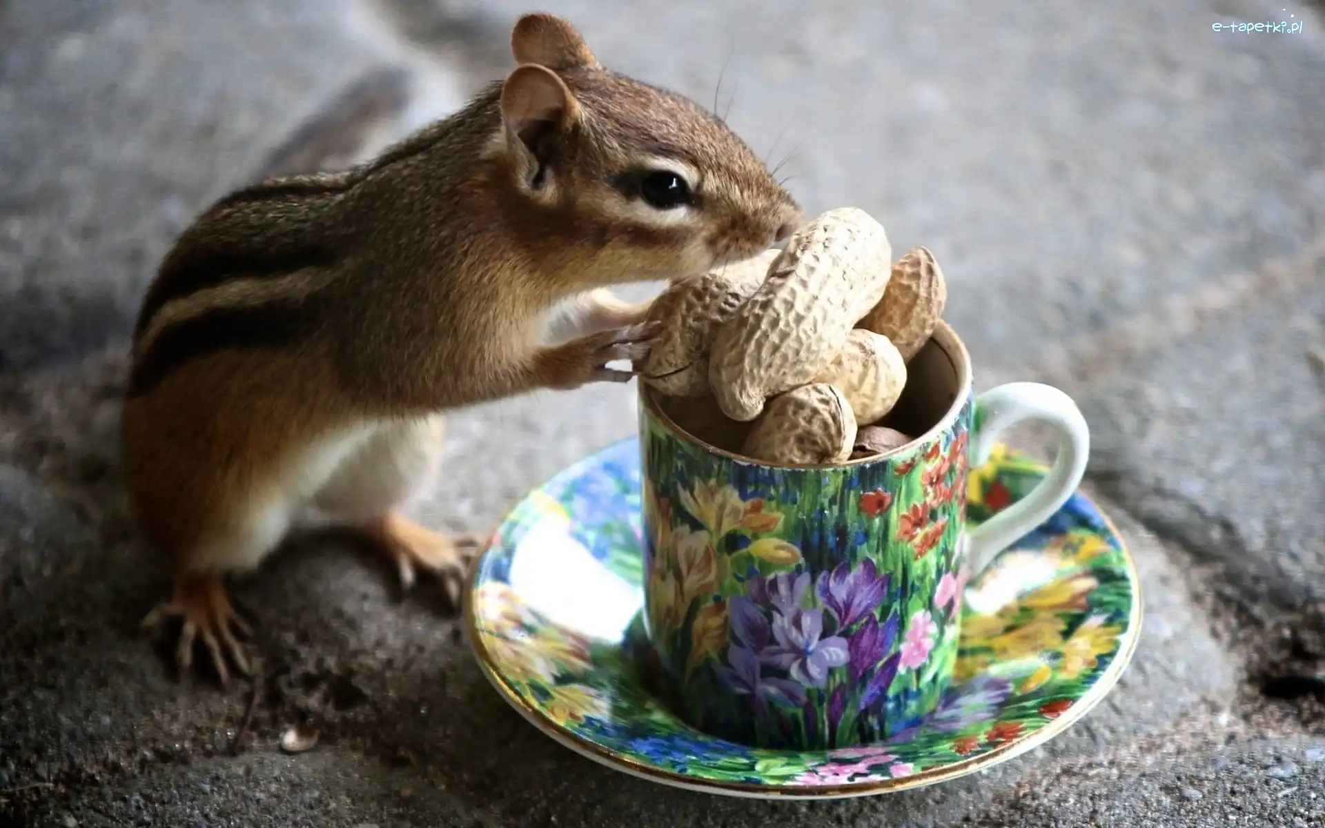 Chipmunk, Ziemna, Wiewiórka, Orzechy, Filiżanka