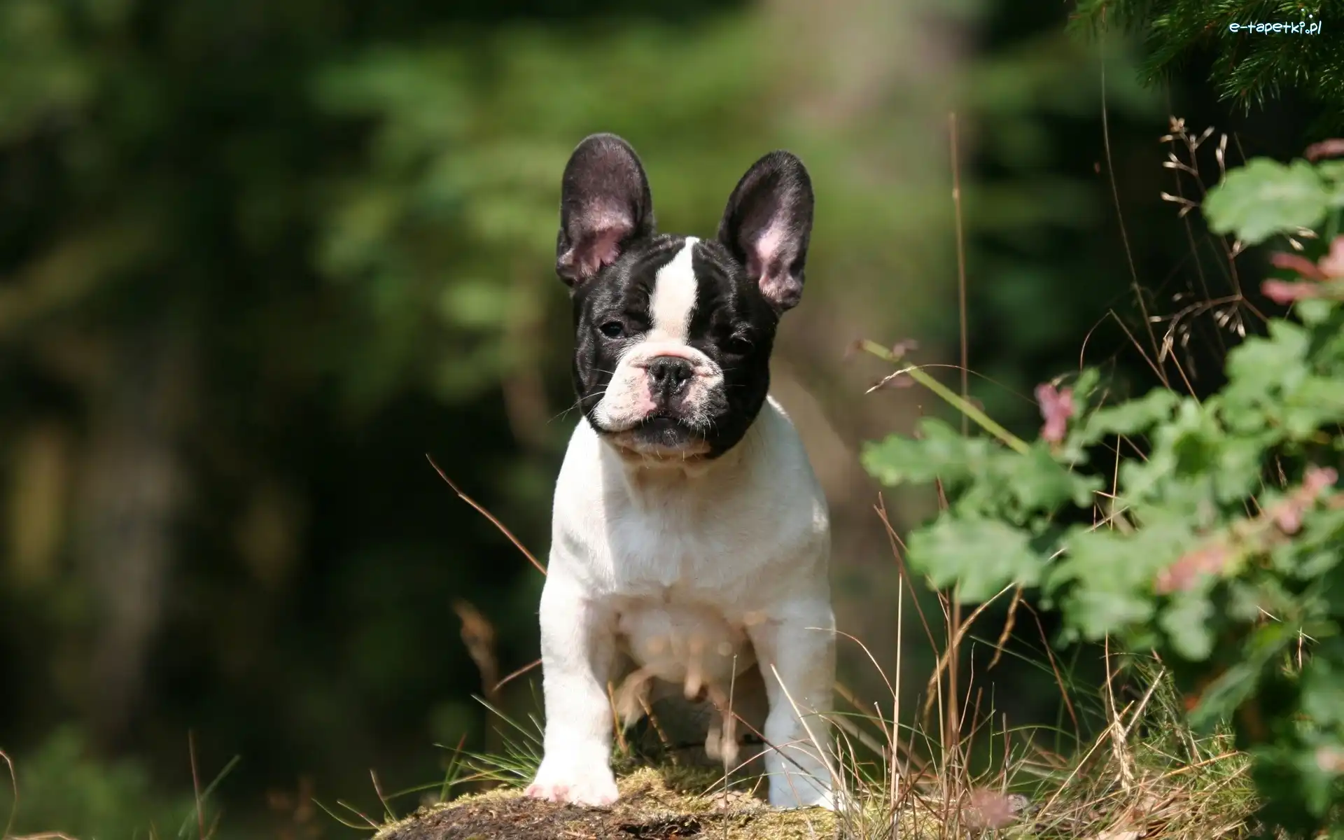 Francuski, Buldog