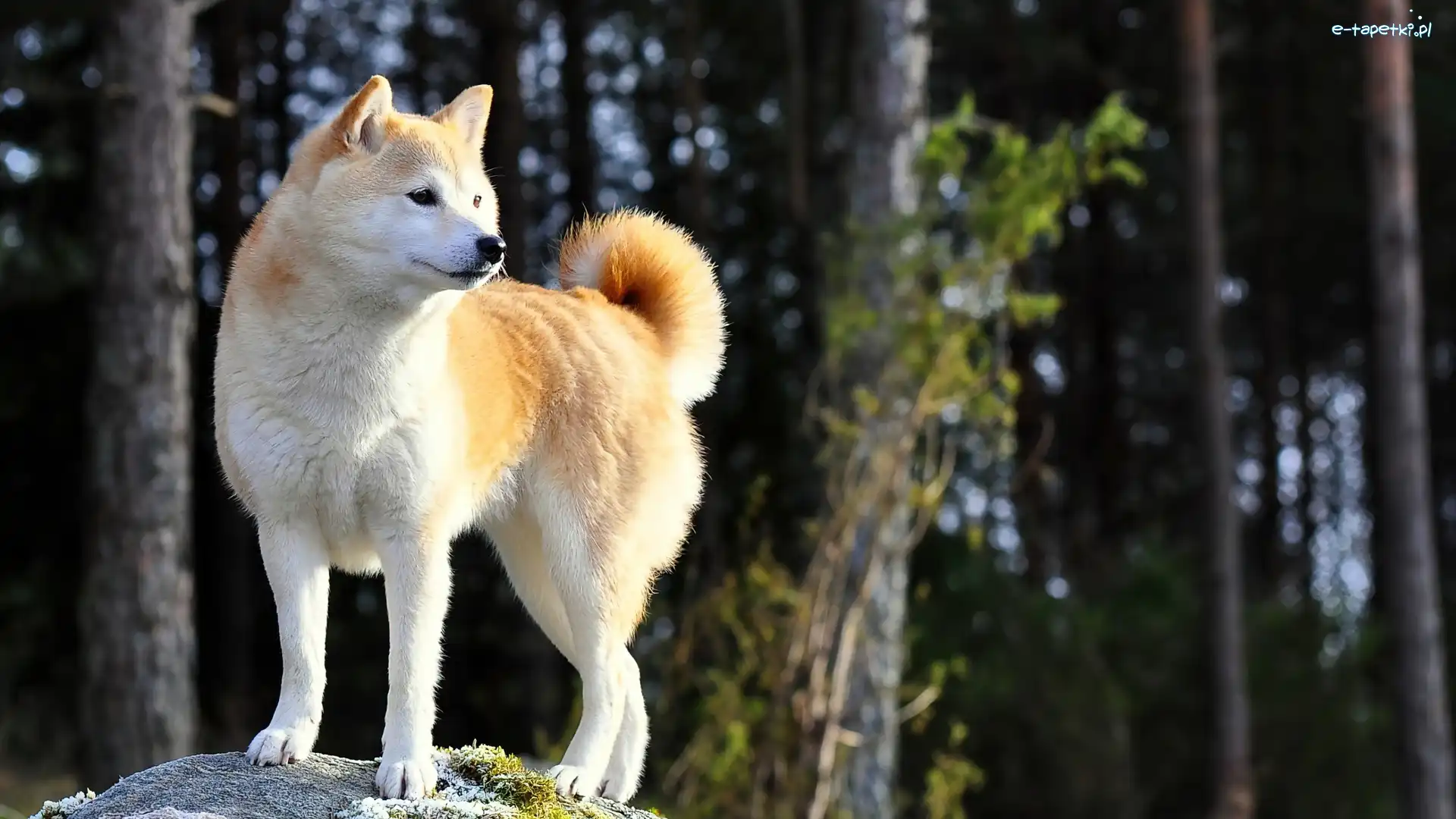 Akita, Drzewa, Inu, Pies