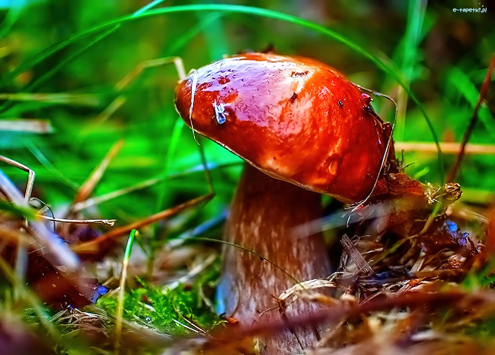 Leśna, Ściółka, Grzyb