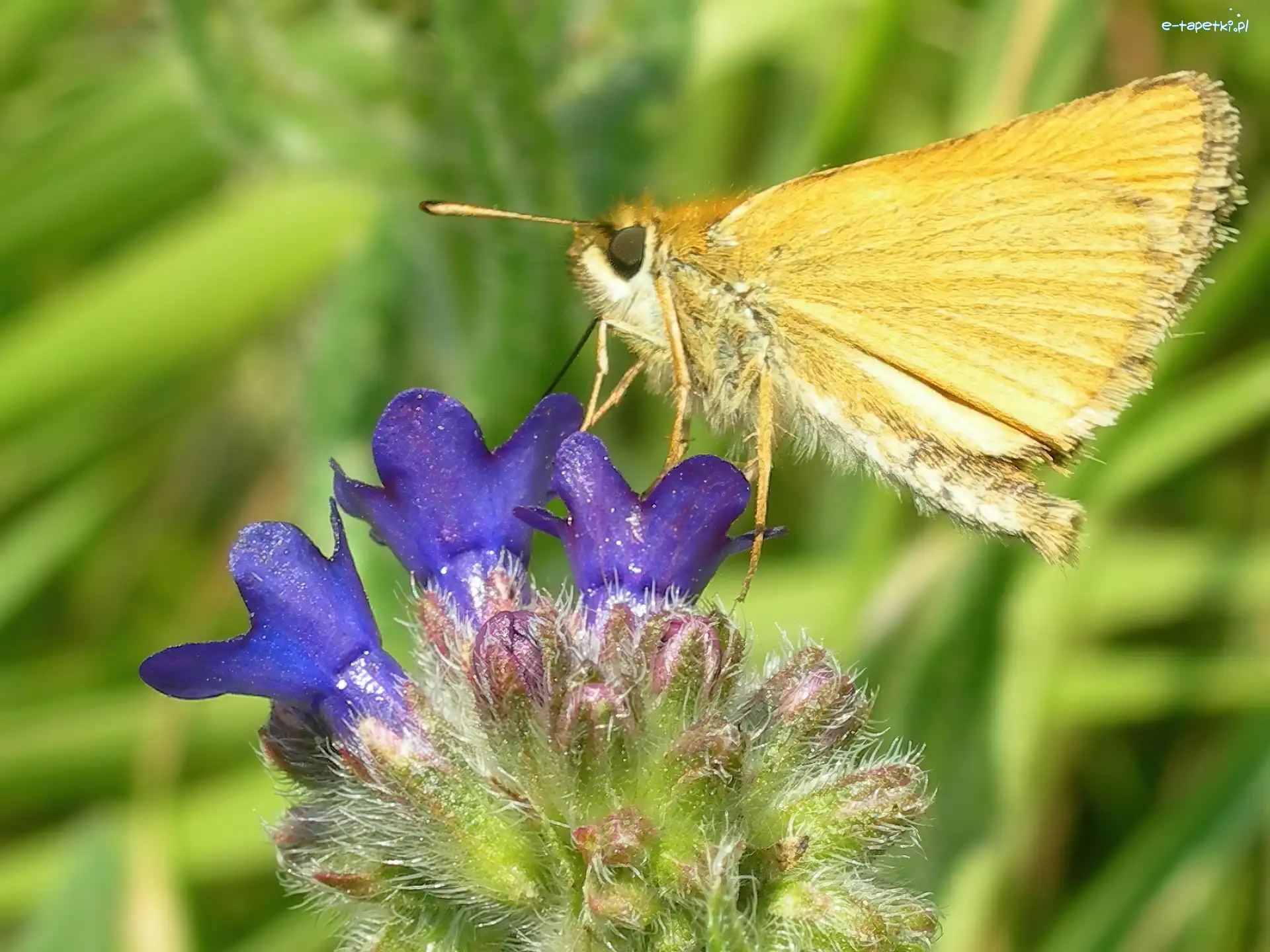 Żółty, Karlątek, Motyl, Kwiat