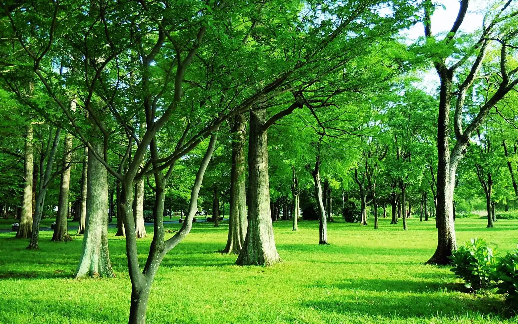 Wiosną, Park