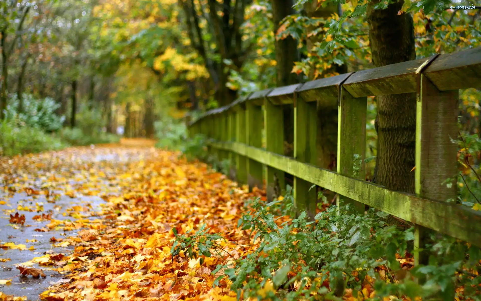 Park, Droga, Liście, Jesień, Ogrodzenie