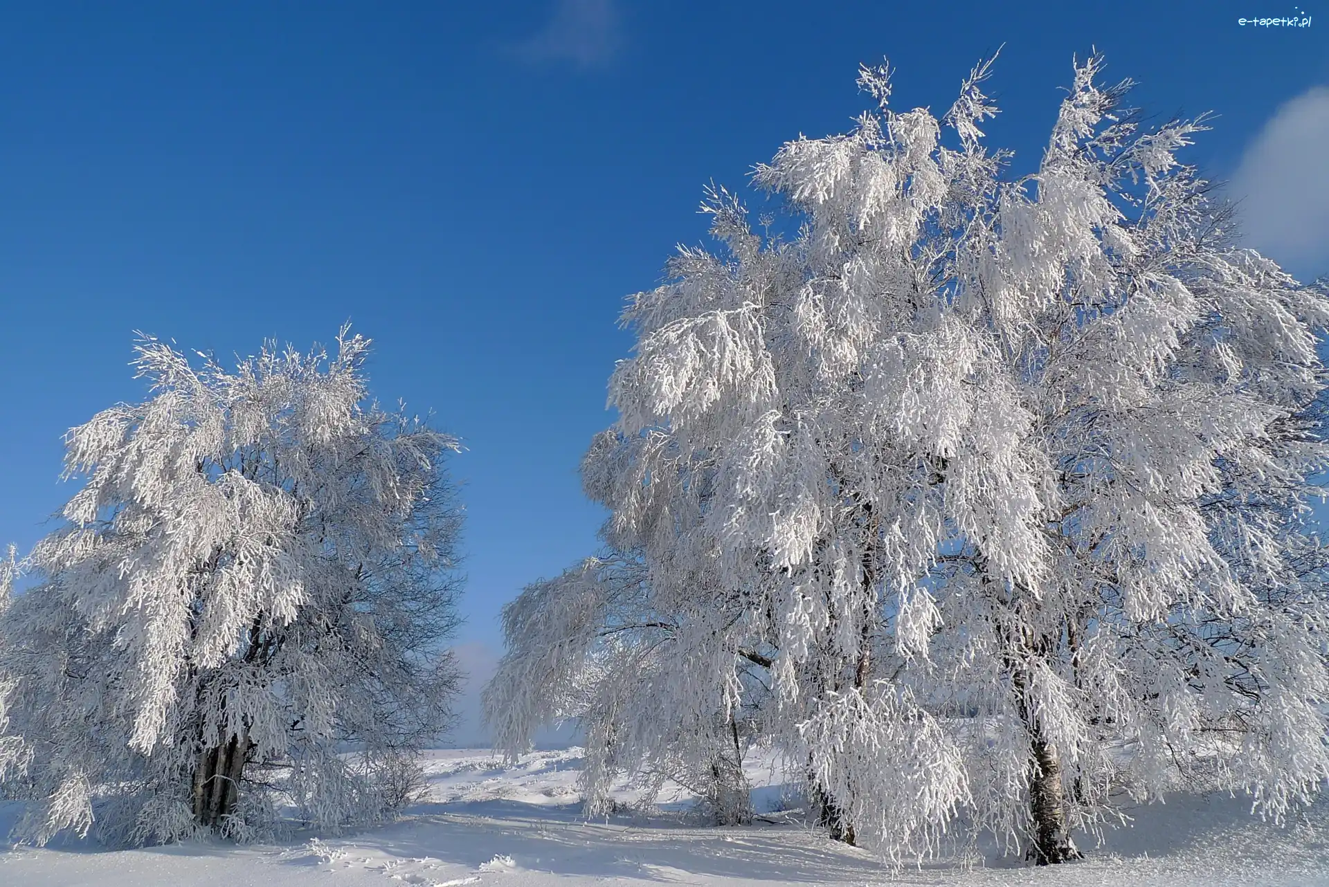 Śnieg, Szadź, Drzewa