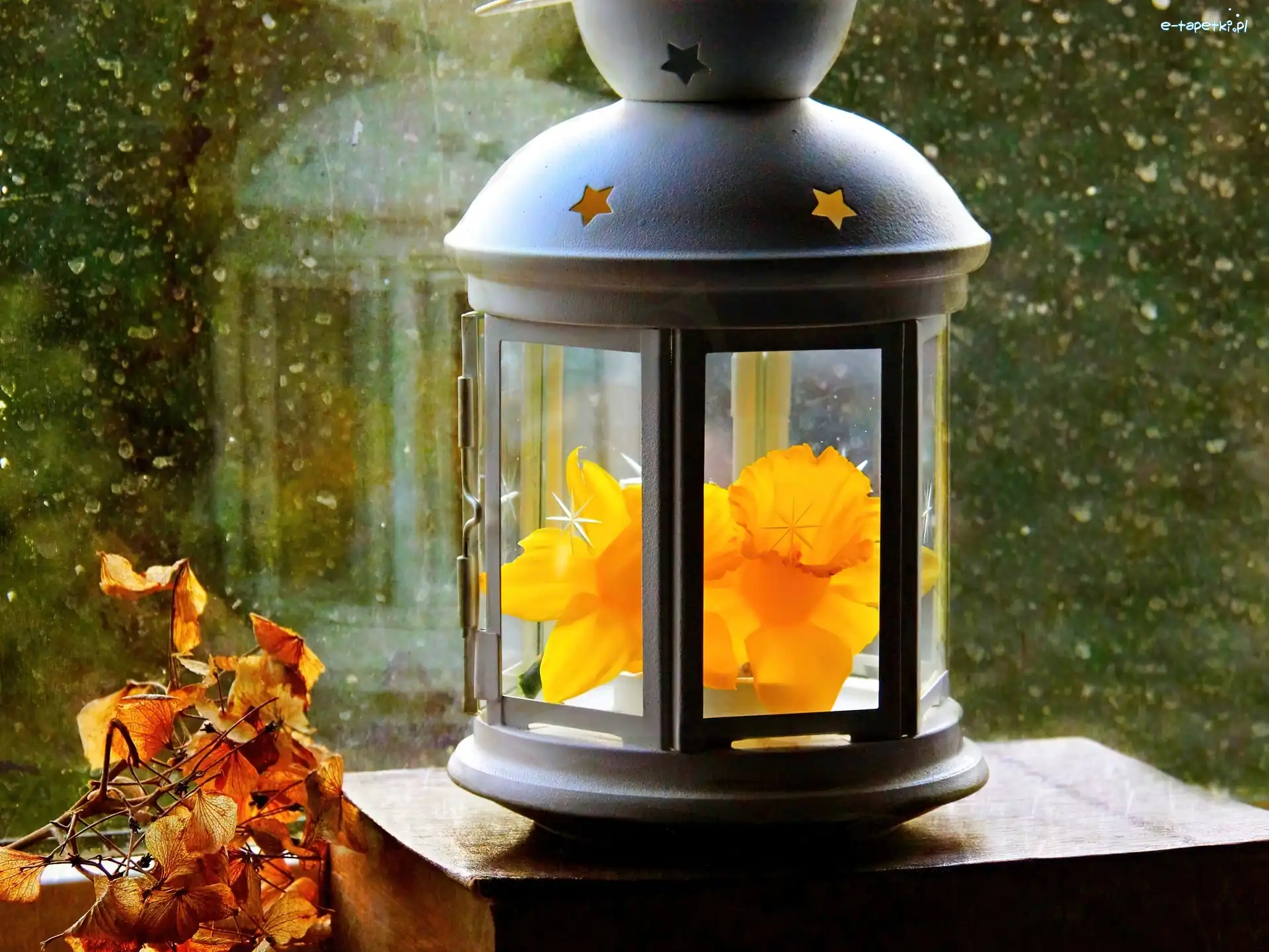 Dekoracja, Żonkile, Lampion