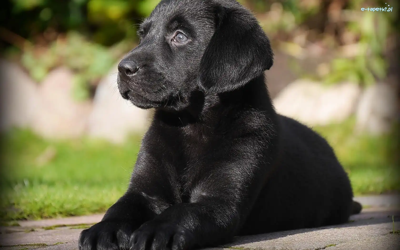 Szczeniak, Czarny, Labrador Retriever