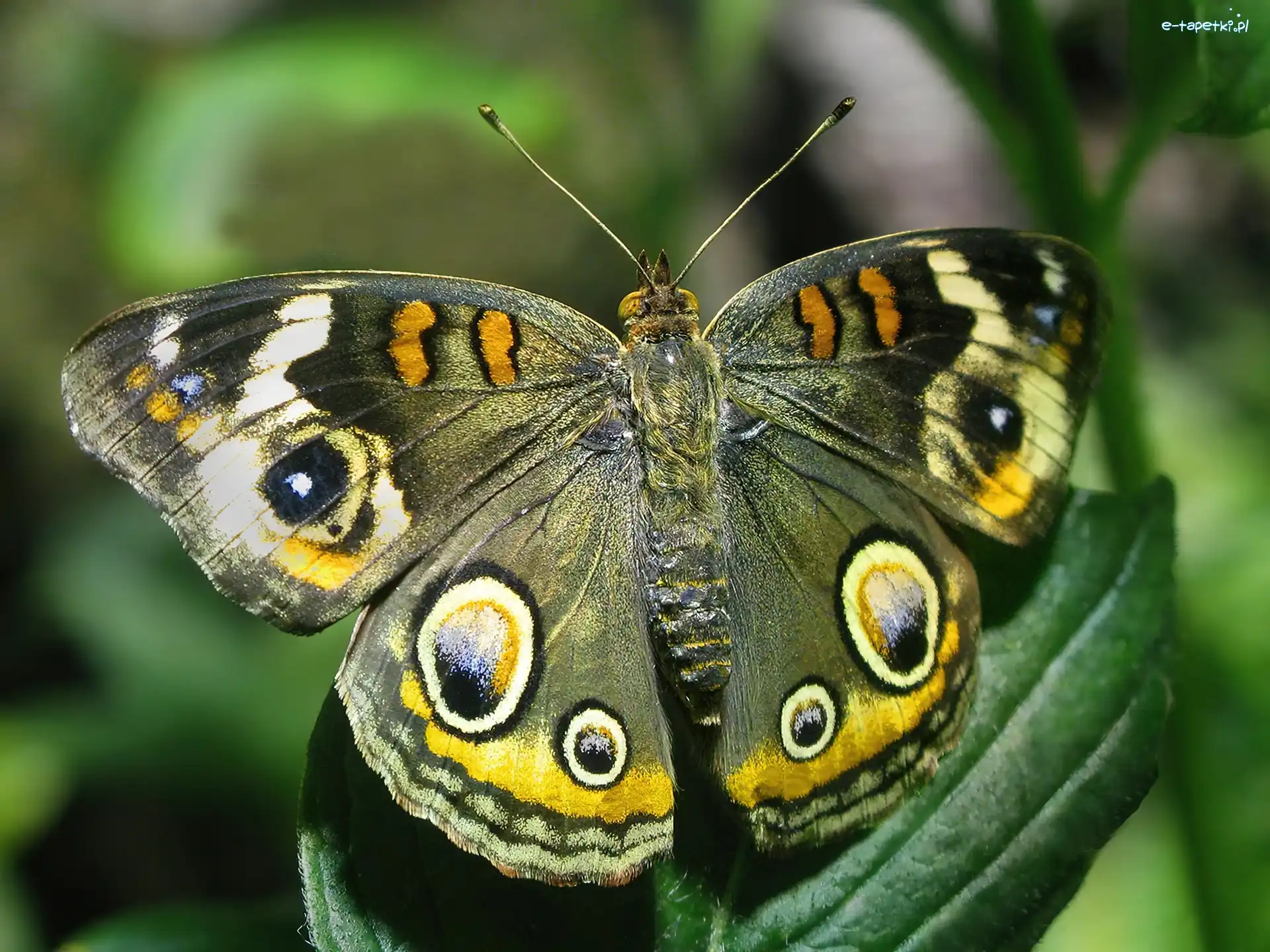 Liść, Motyl, Zielony
