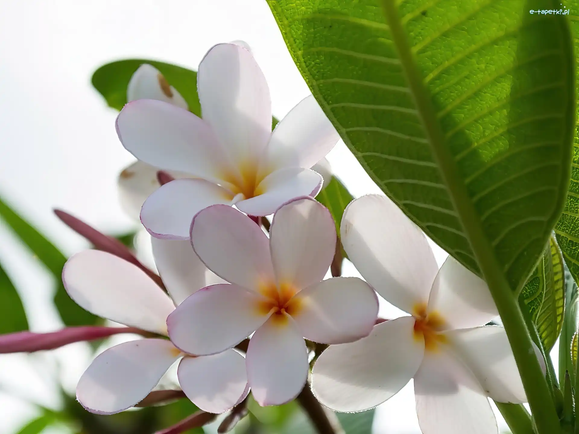 Białe, Liść, Kwiaty, Plumeria