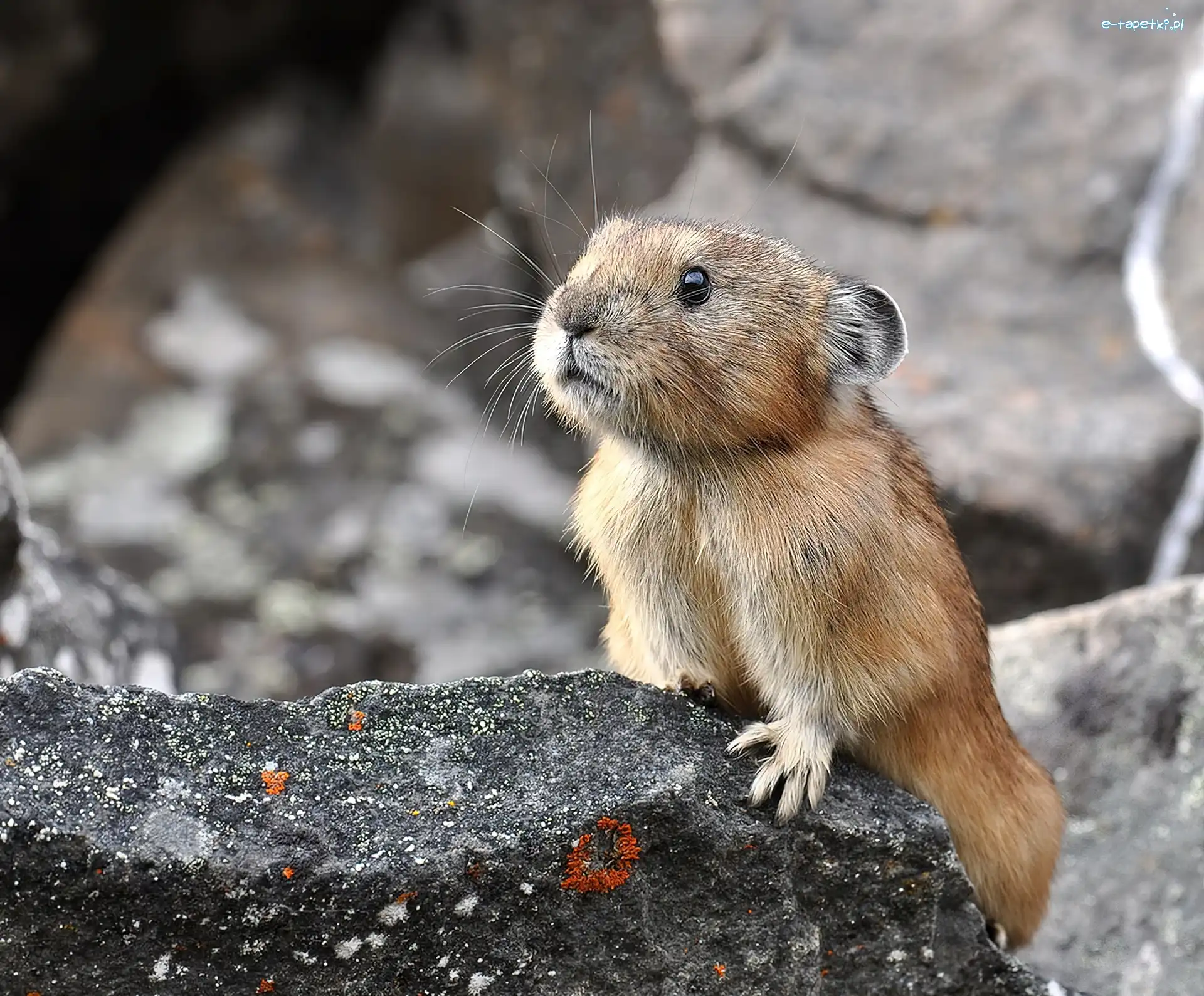 Kamień, Pika, Northern