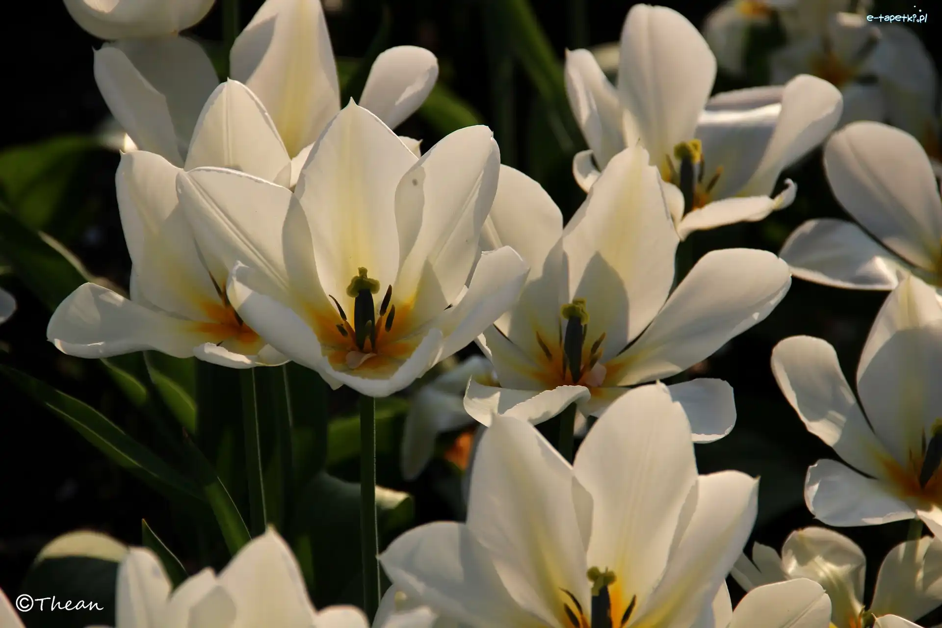 Tulipany, Białe