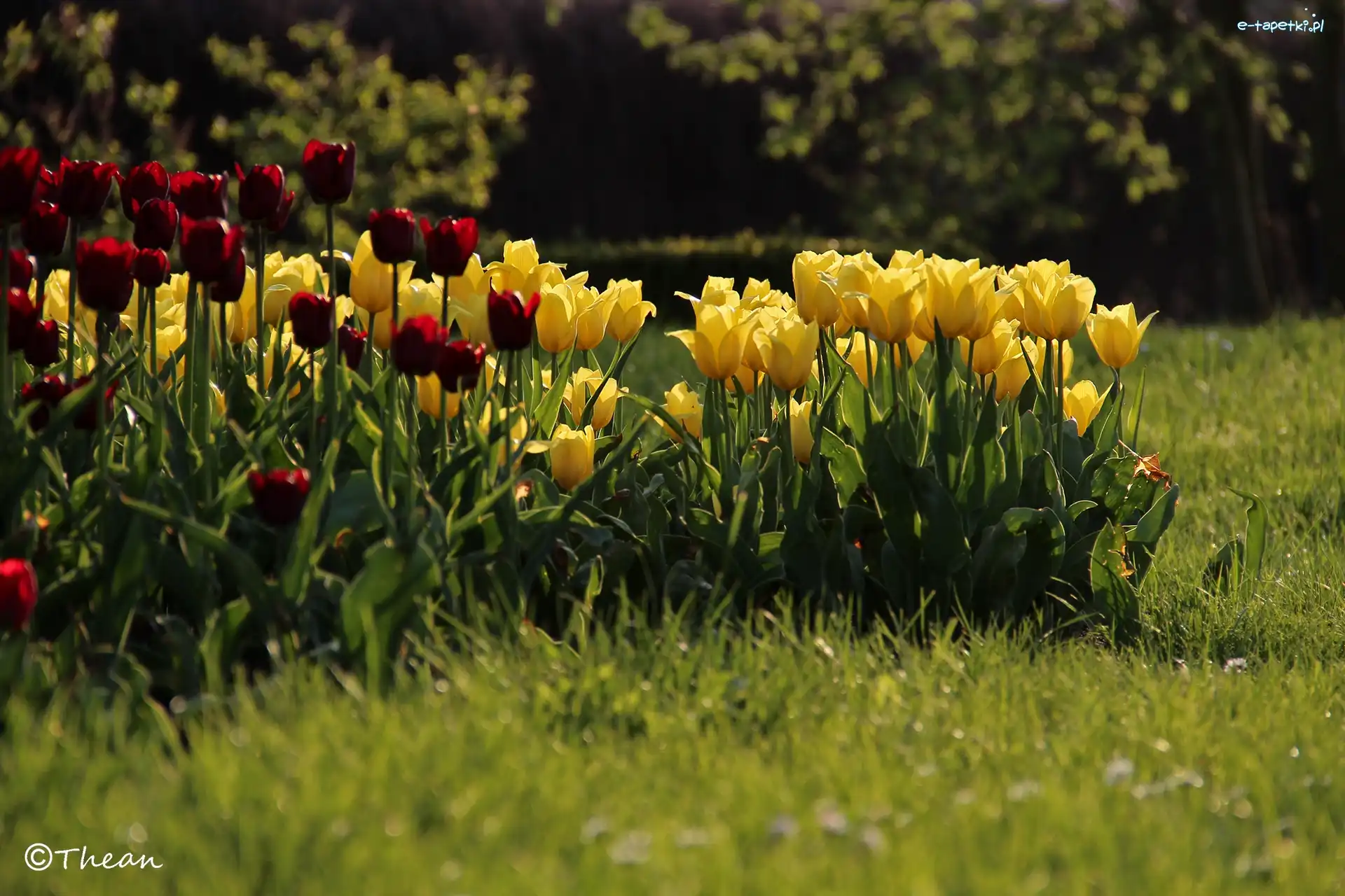 Tulipany, Czerwone, Żółte