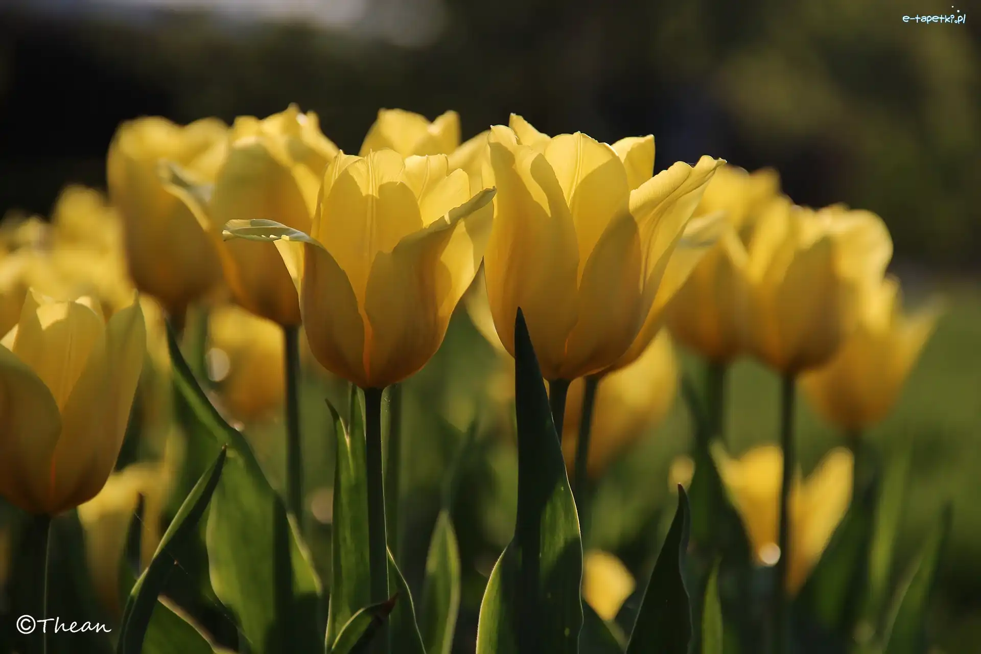 Tulipany, Żółte