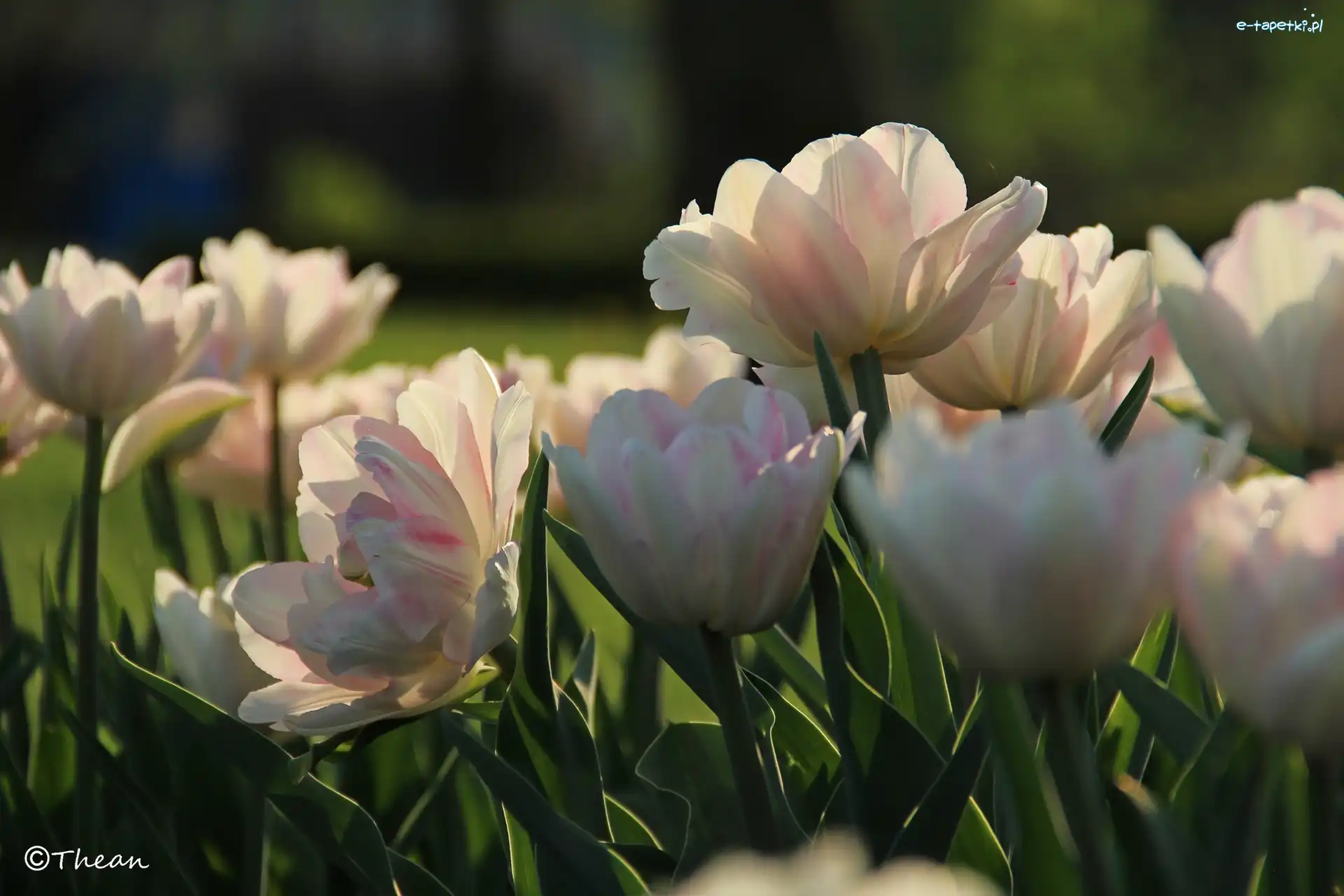 Tulipany, Białoróżowe