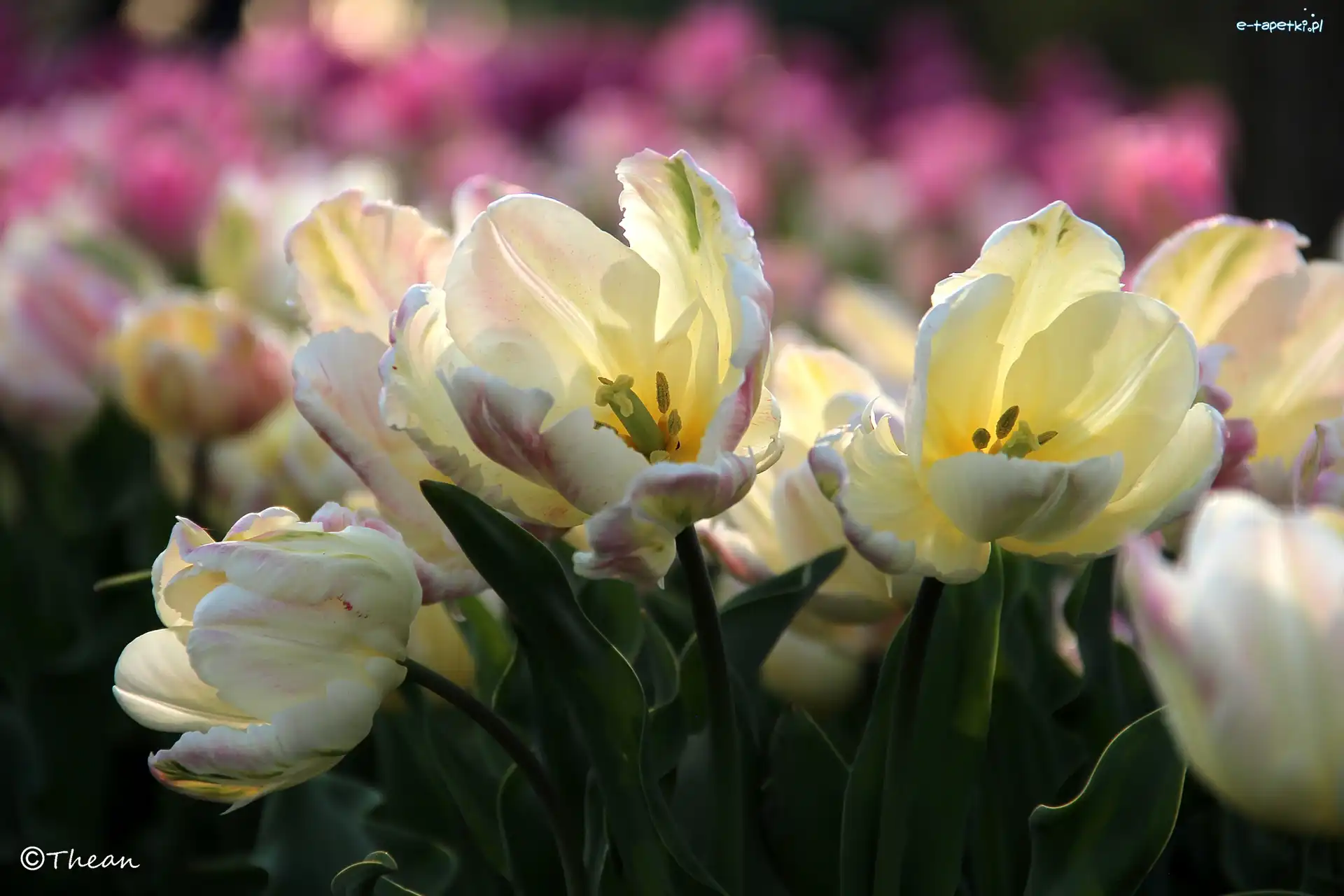 Pręciki, Tulipany, Białoróżowe