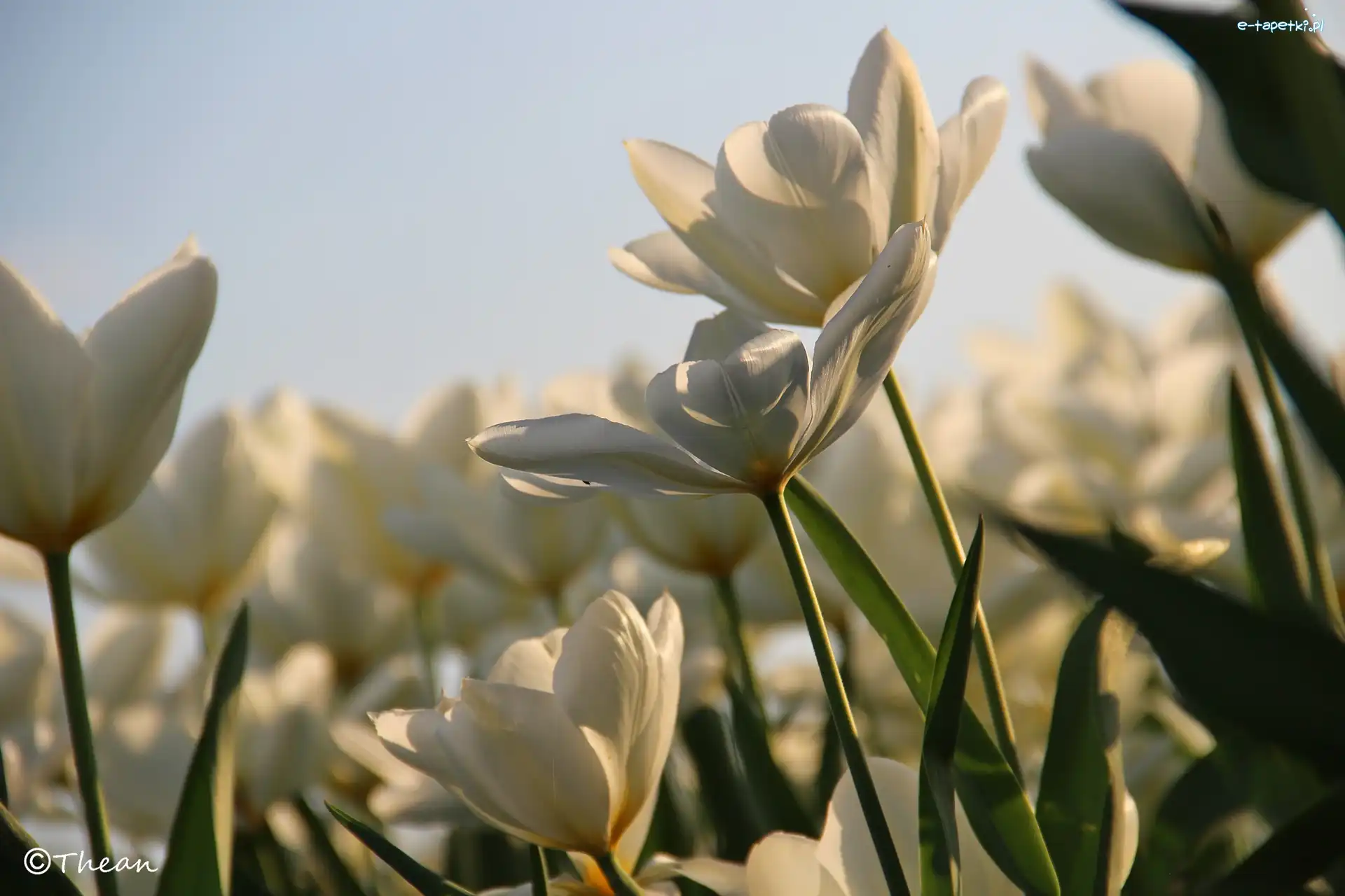 Białe, Tulipany