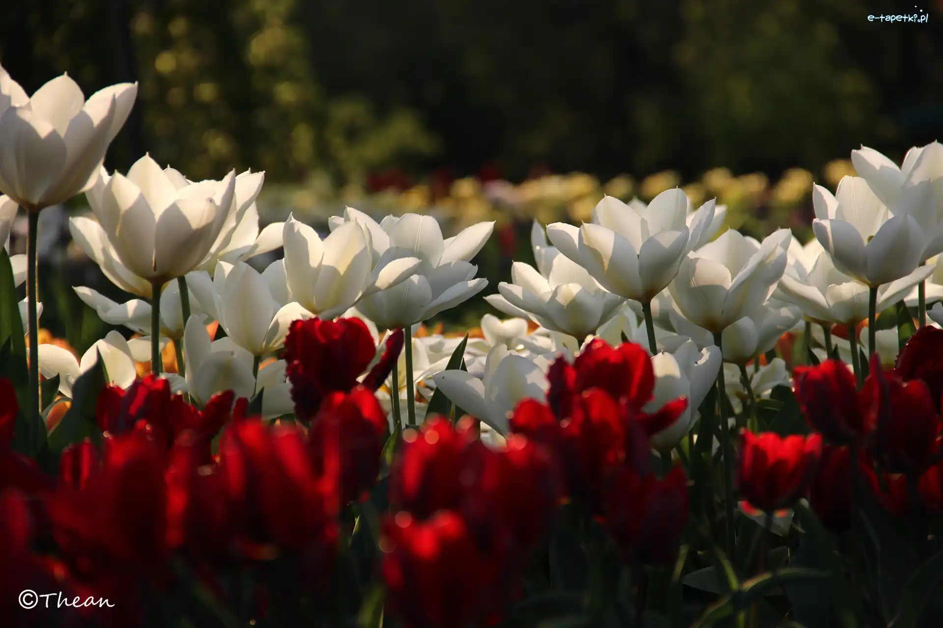 Tulipany, Czerwone, Białe