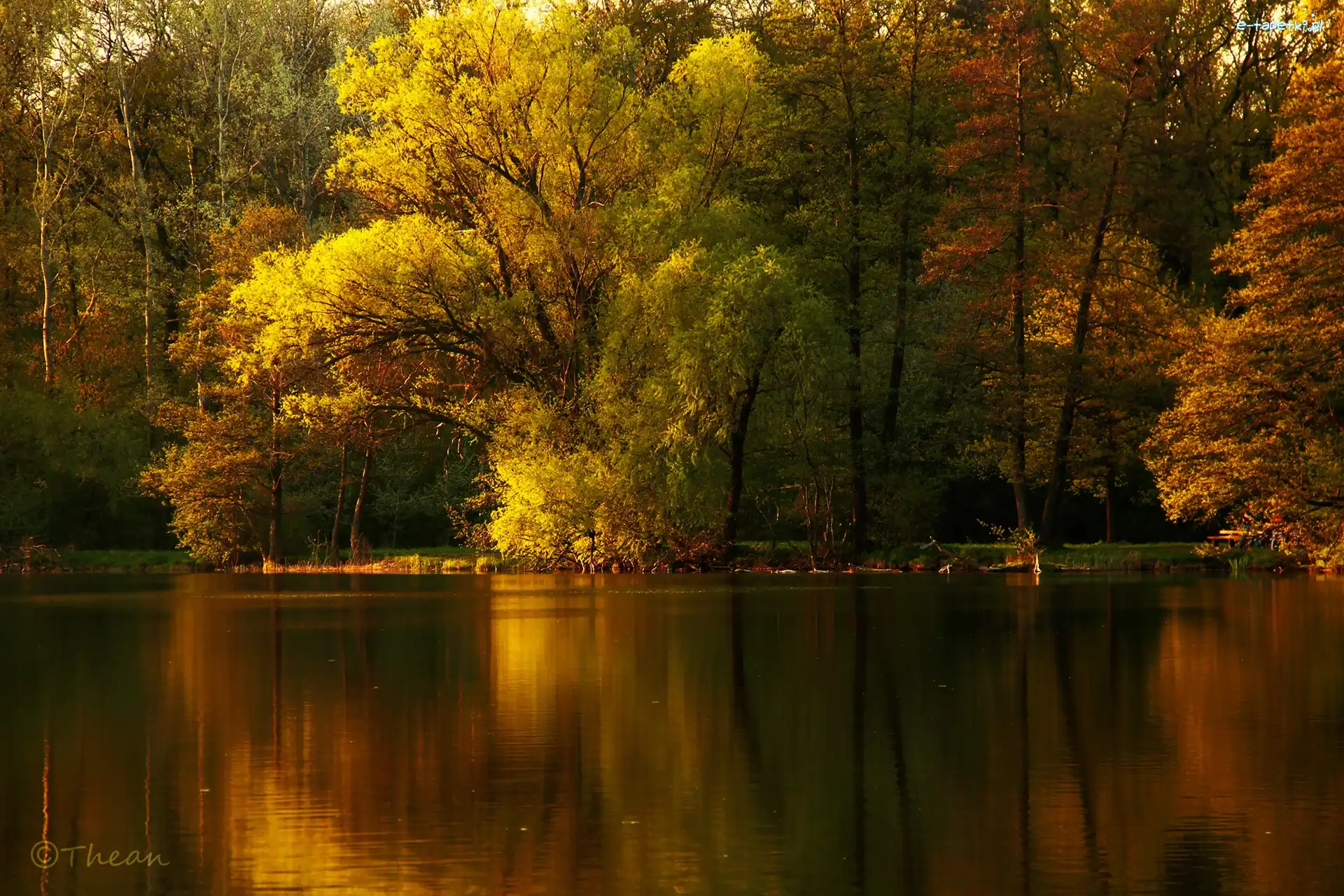 Odbicie, Jezioro, Drzewa