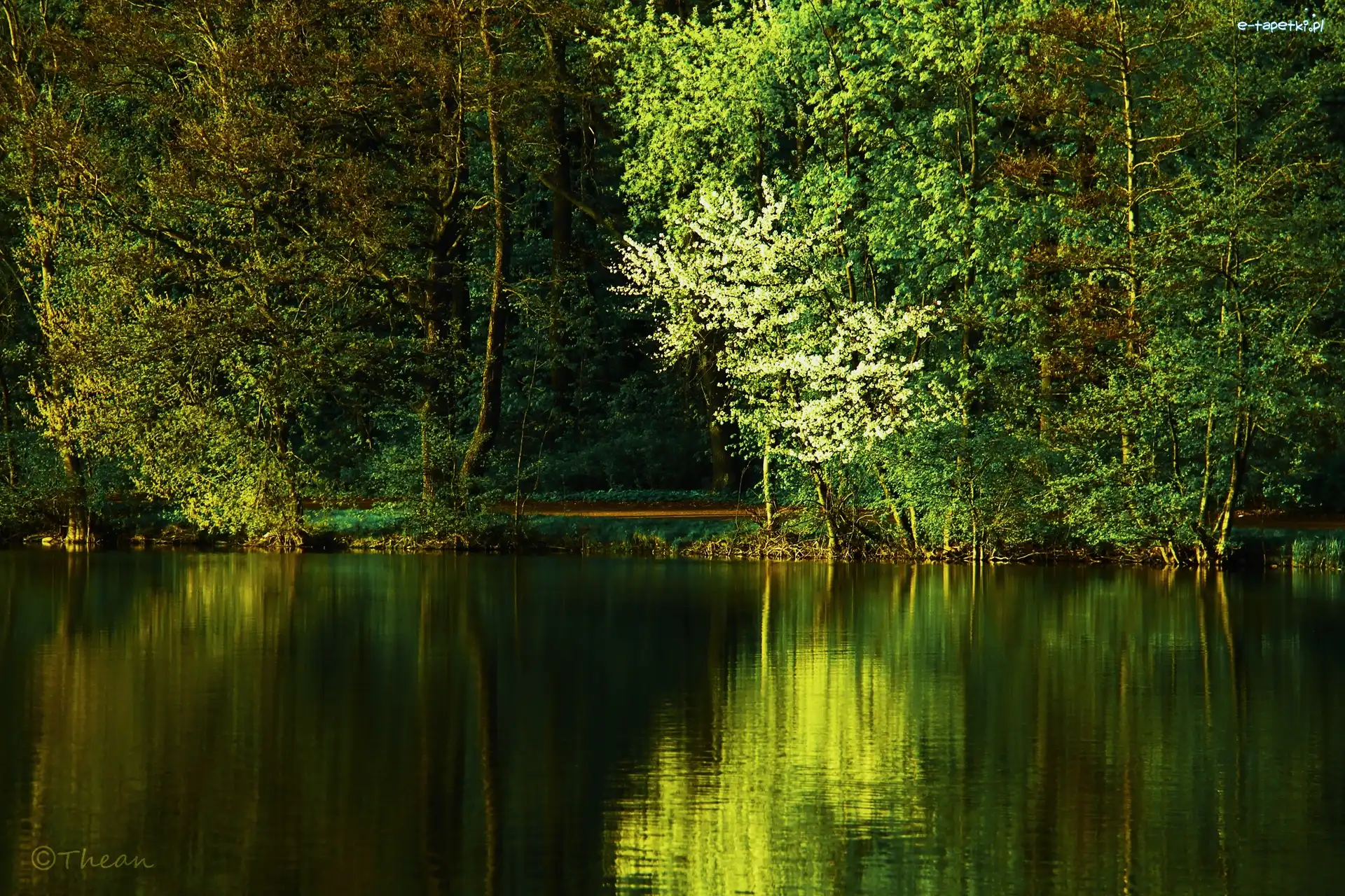 Wiosna, Drzewa, Jezioro