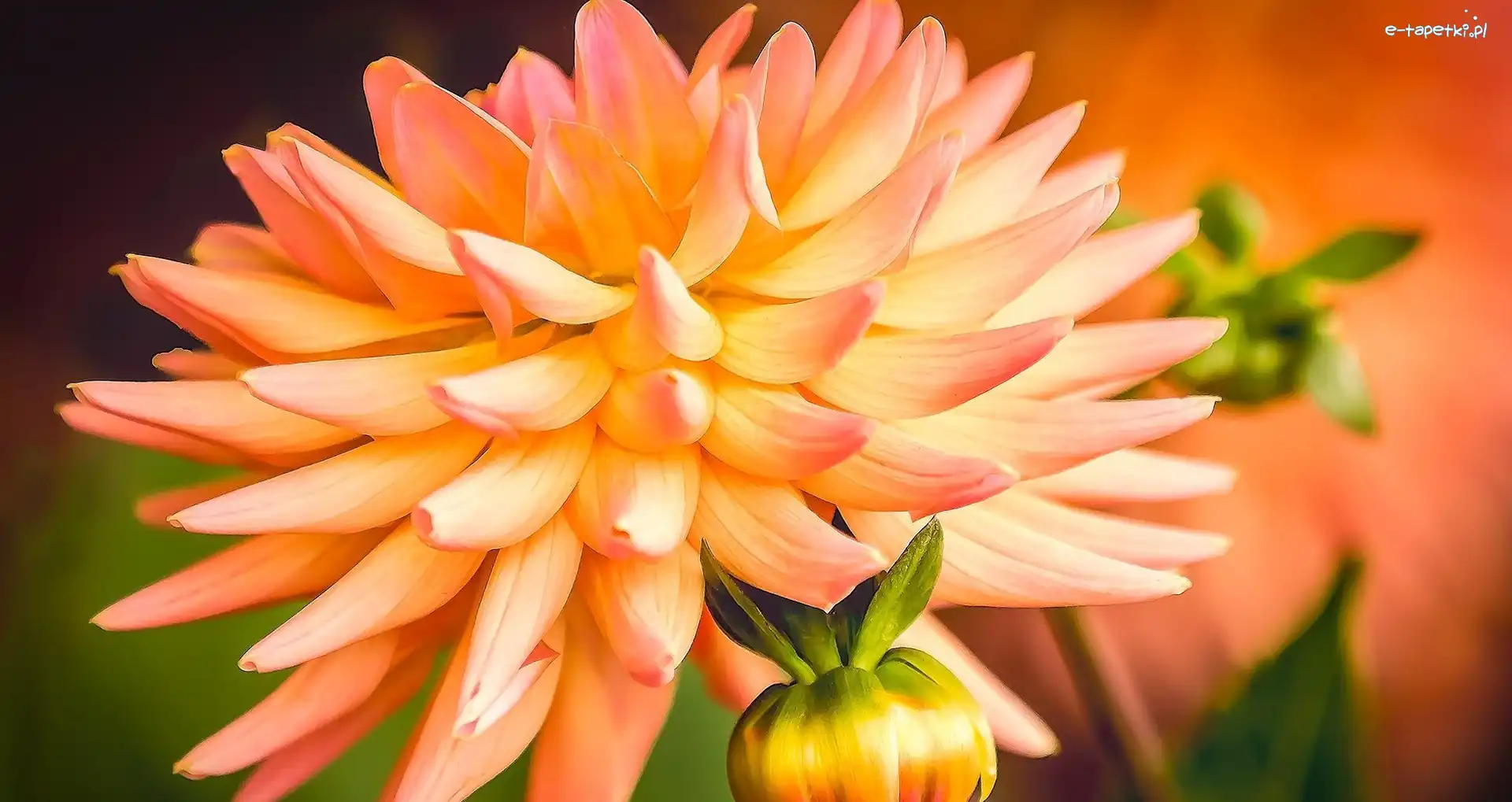 Dalia, Kwiat