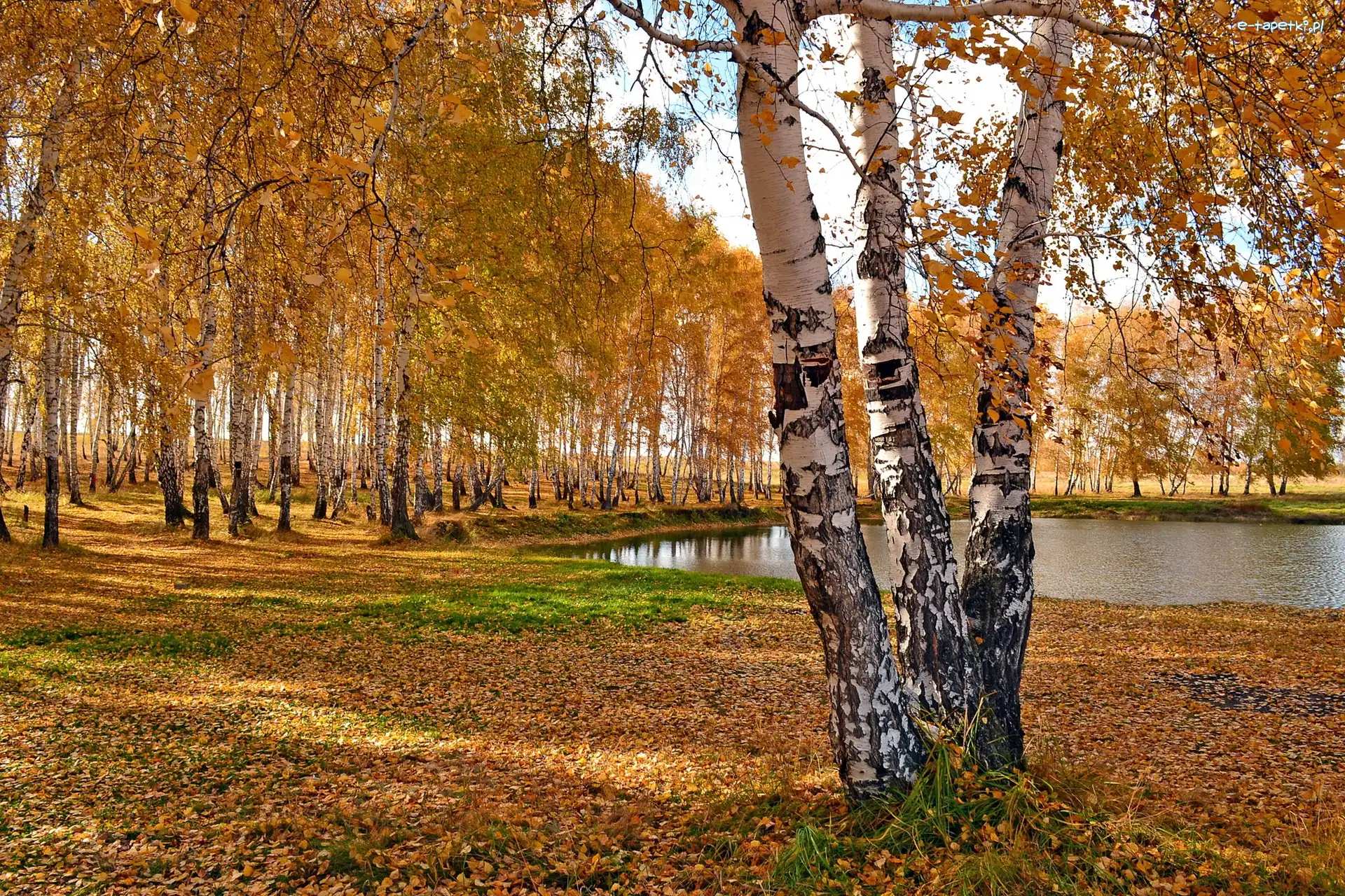 Las, Liście, Brzozowy, Jesień, Staw