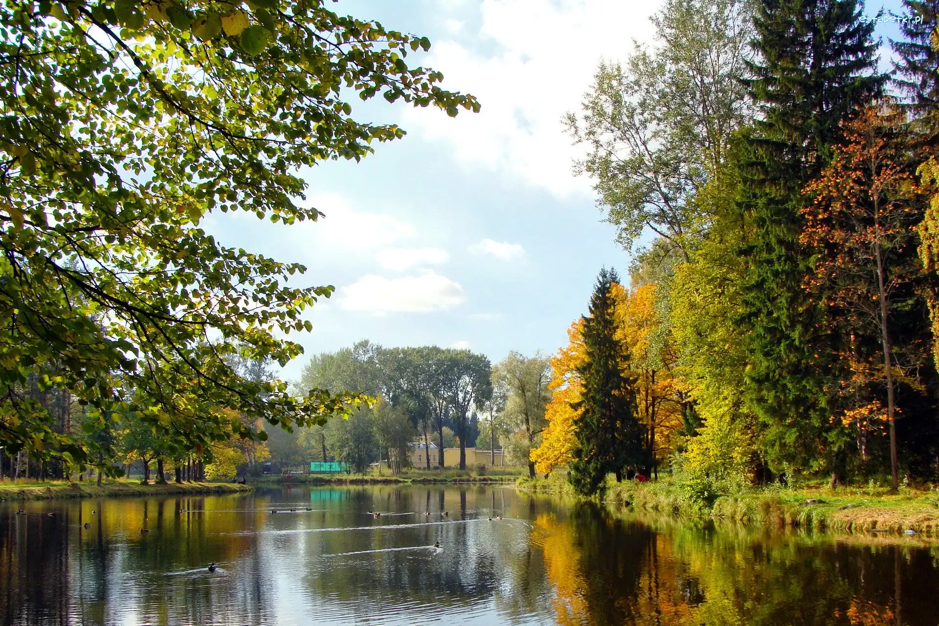 Kaczki, Jesień, Park, Rzeka