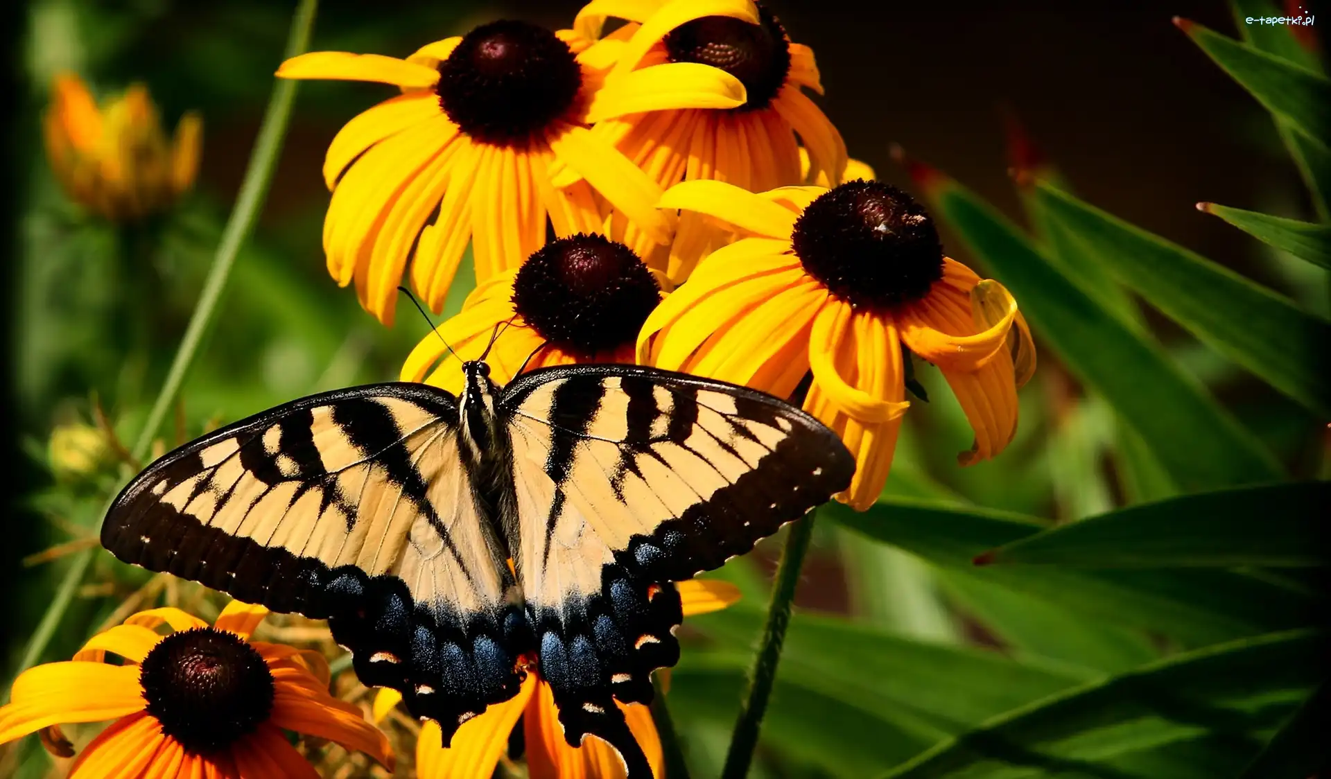 Żółte, Rudbekia, Kwiaty, Paź królowej, Motyl