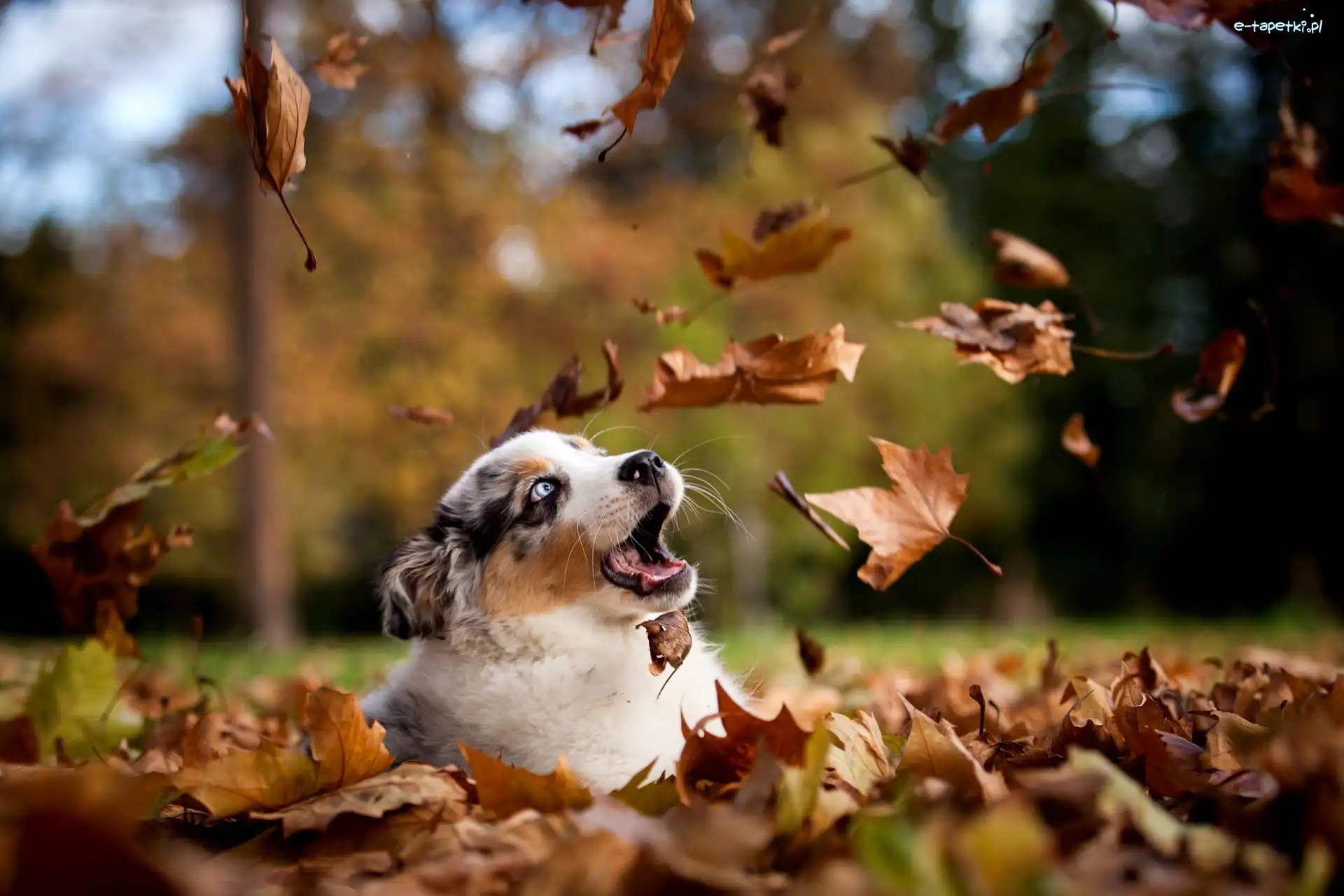 Owczarek australijski-australian shepherd, Liście