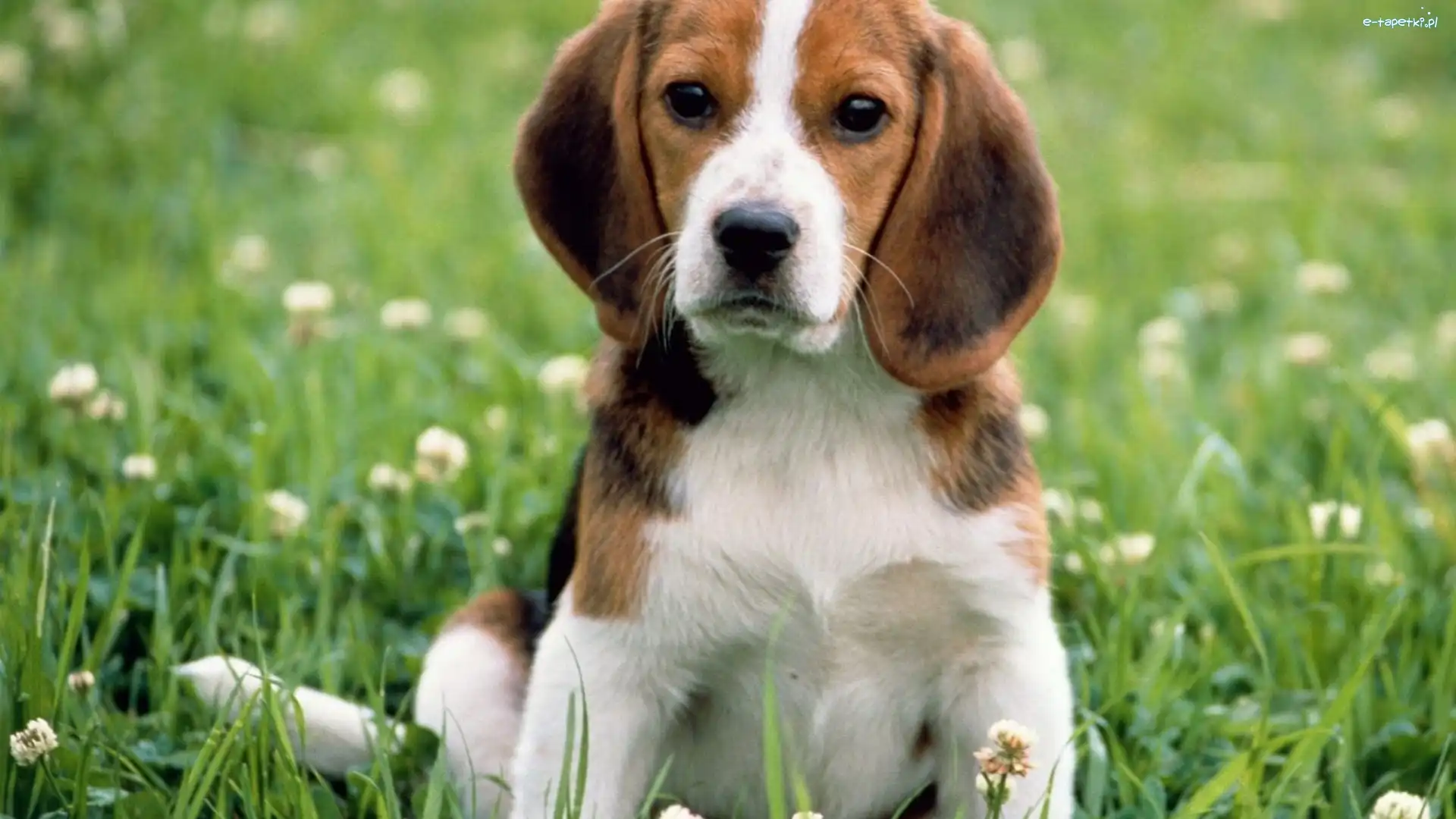 Łąka, Beagle, Szczeniak
