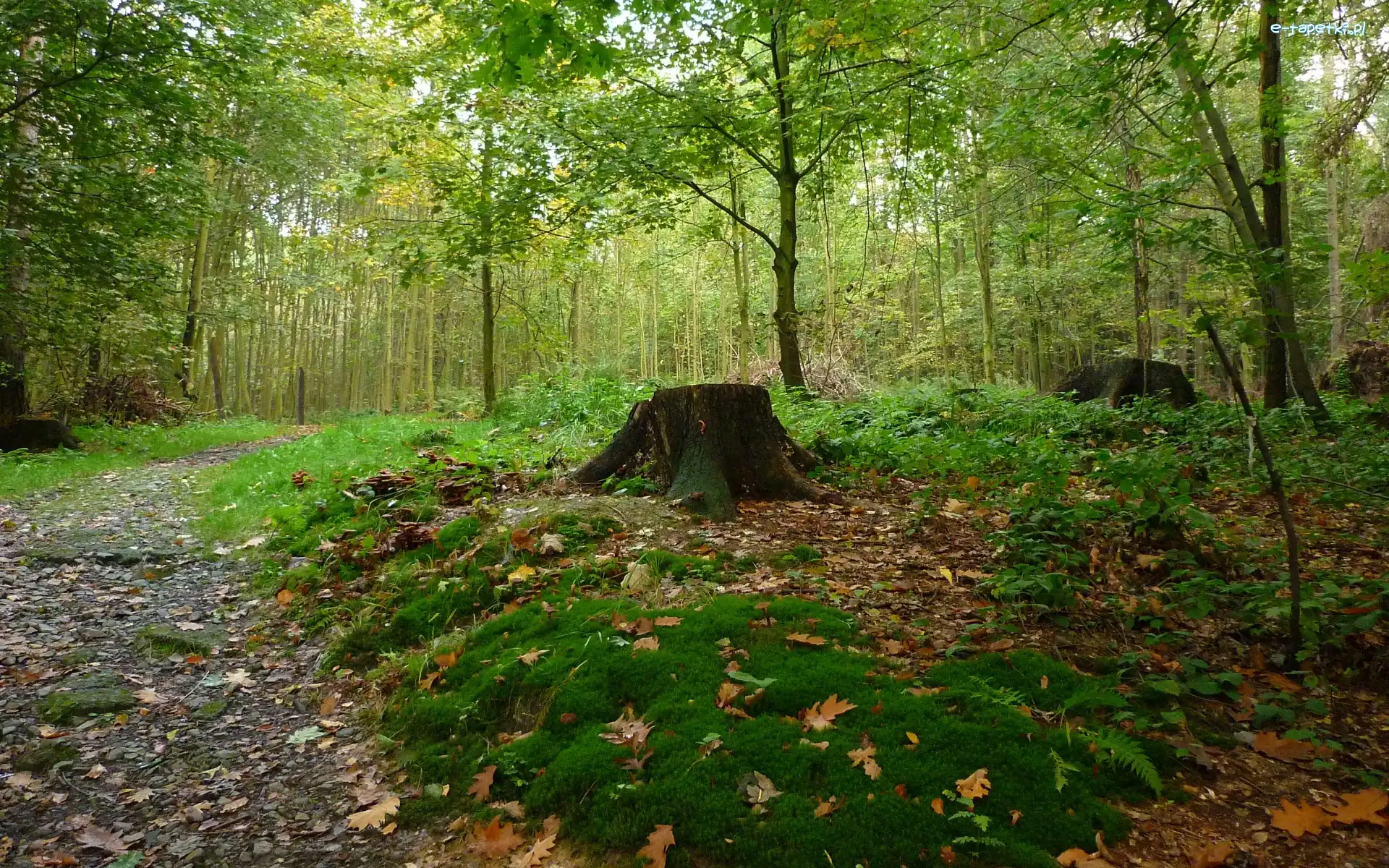 Mech, Ścieżka, Pień, Liście, Las, Jesień