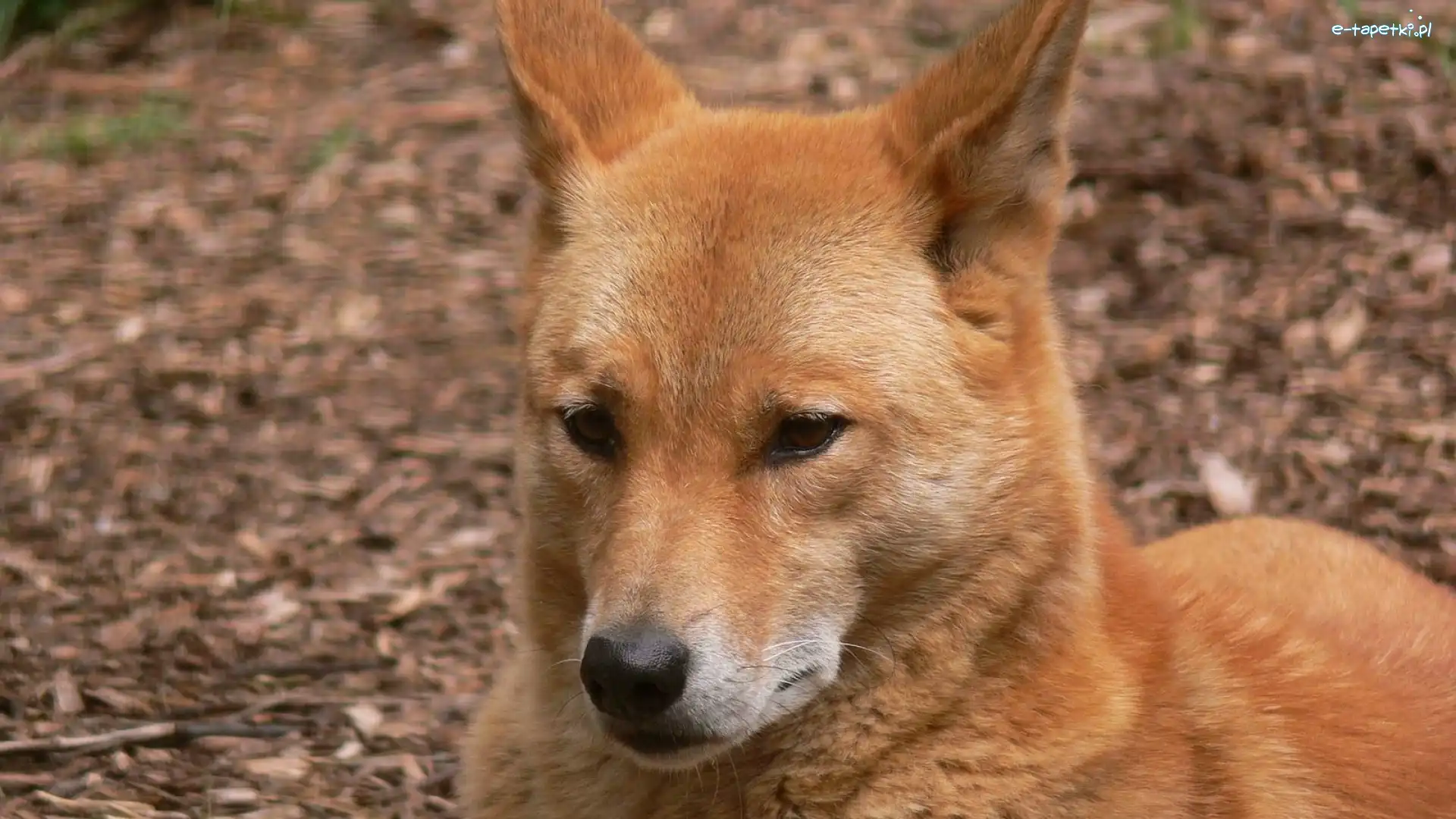 Dingo, Pies, Dziki