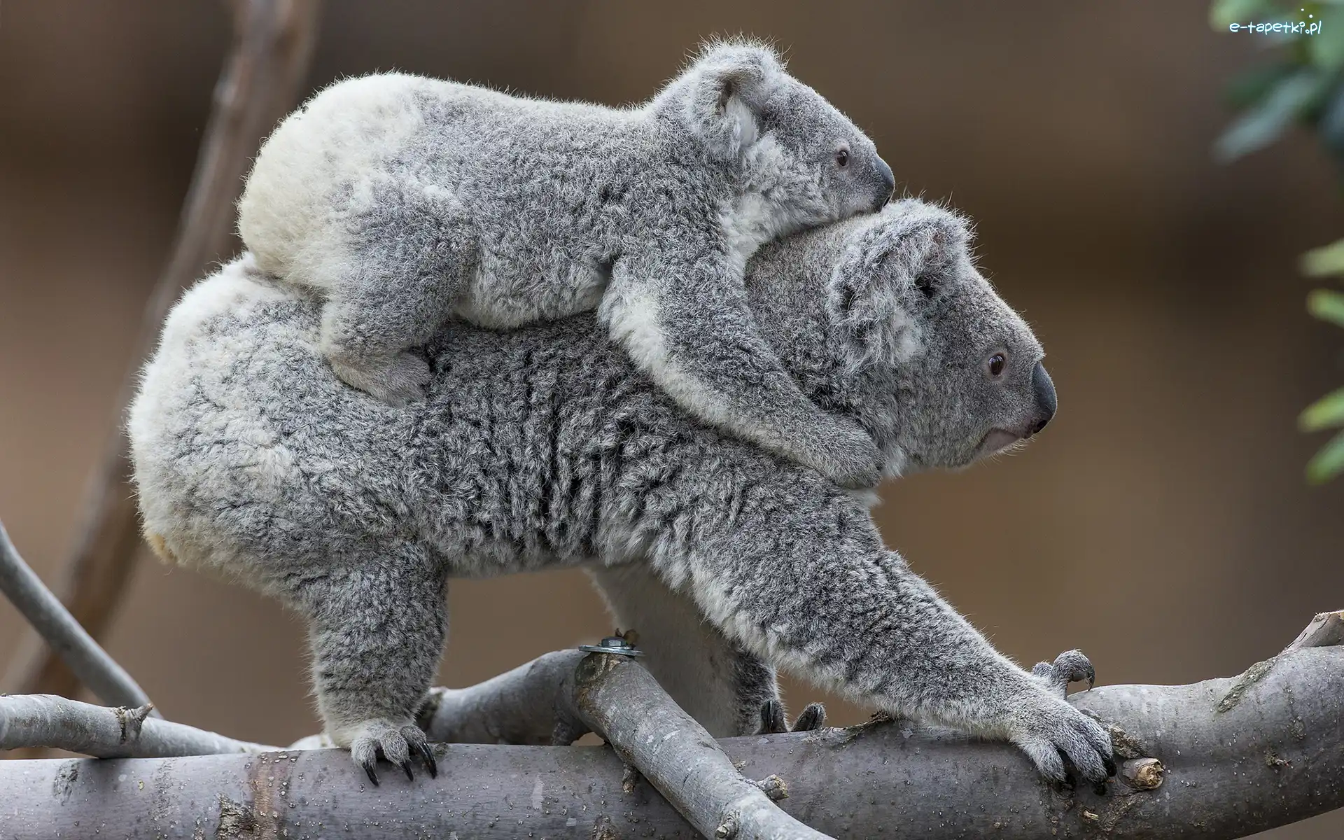 Koala, Dwa, Misie, Zabawa, Drzewa, Konar