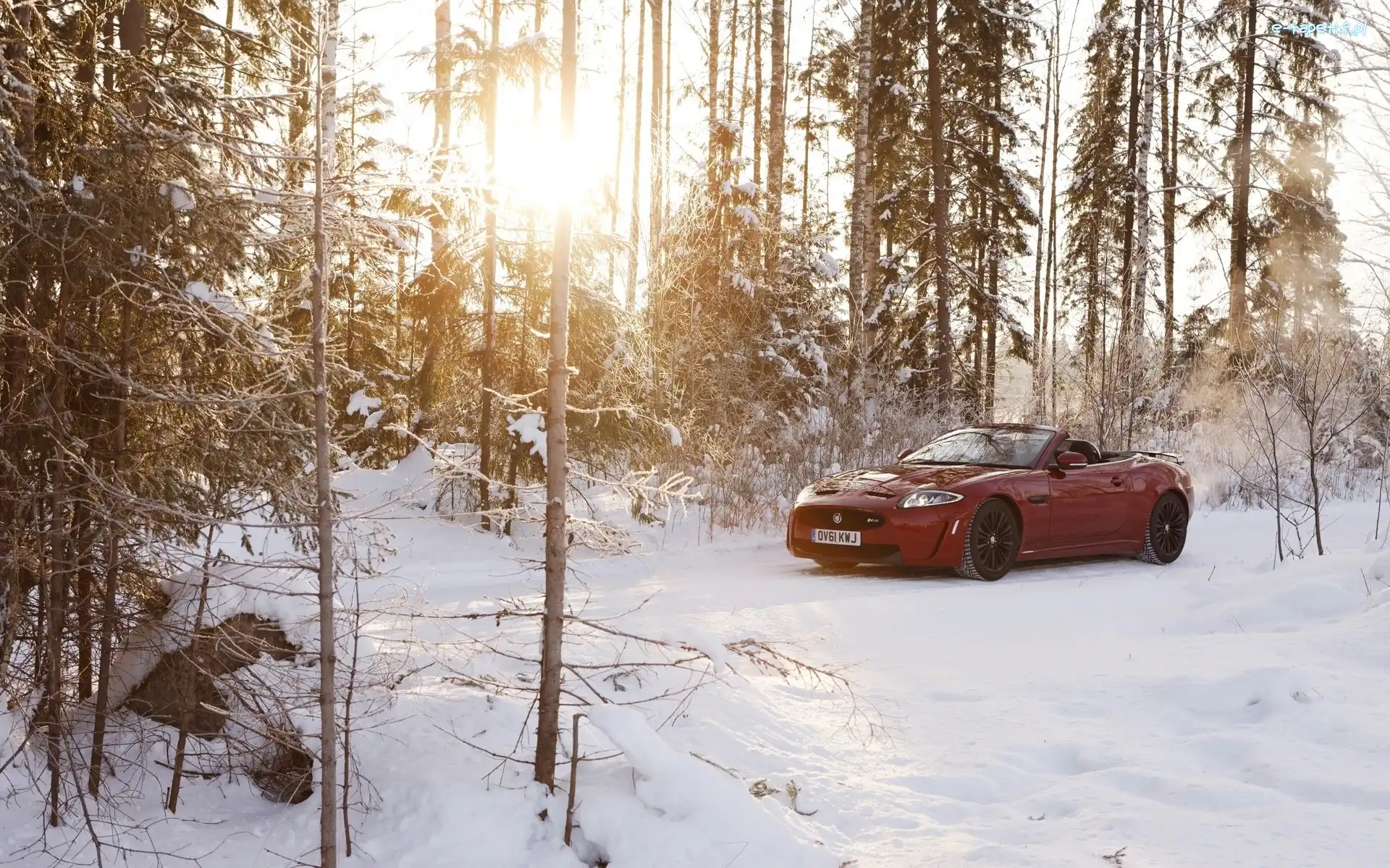 Jaguar, Las, Cabrio, Zima, Światło