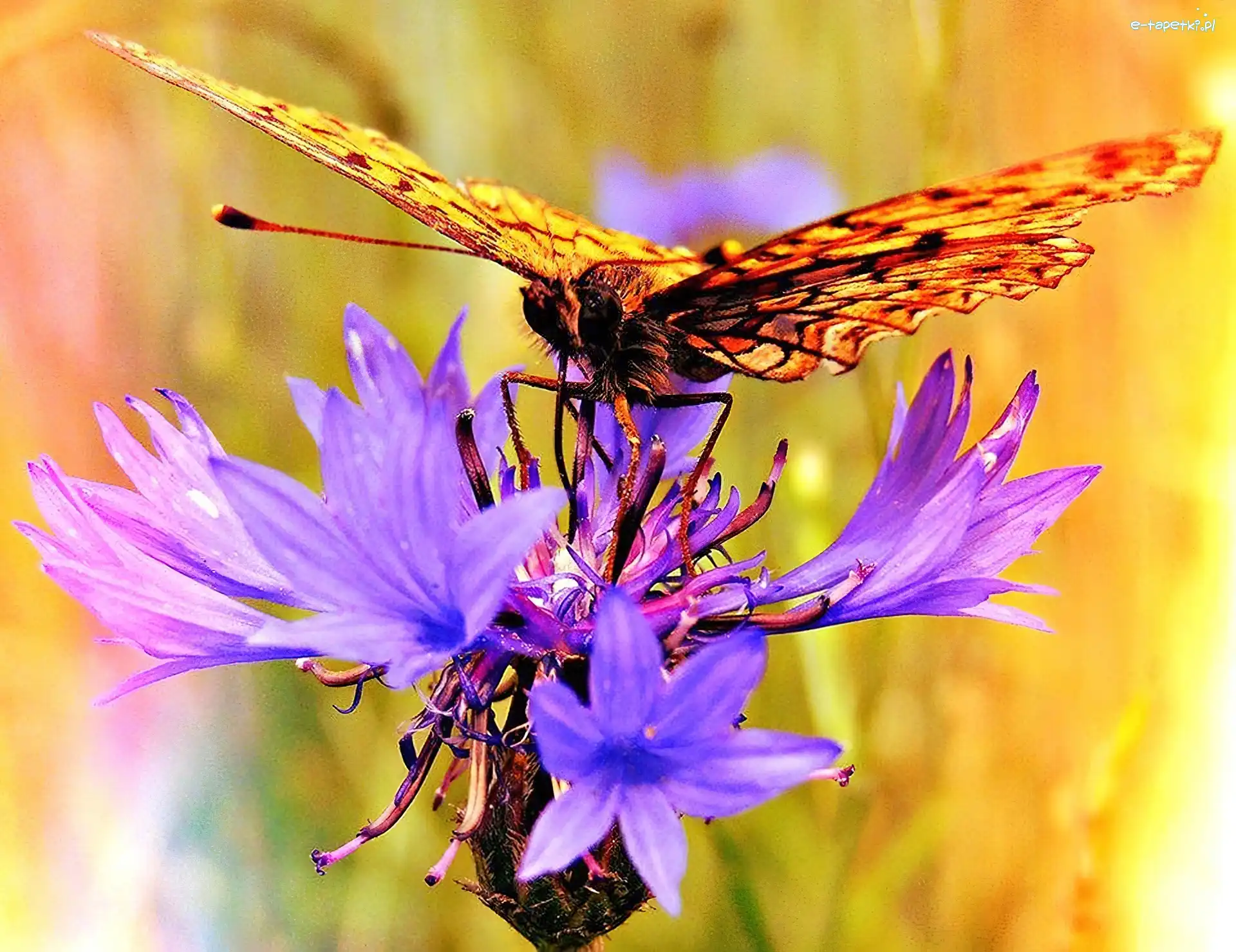 Chaber, Motyl