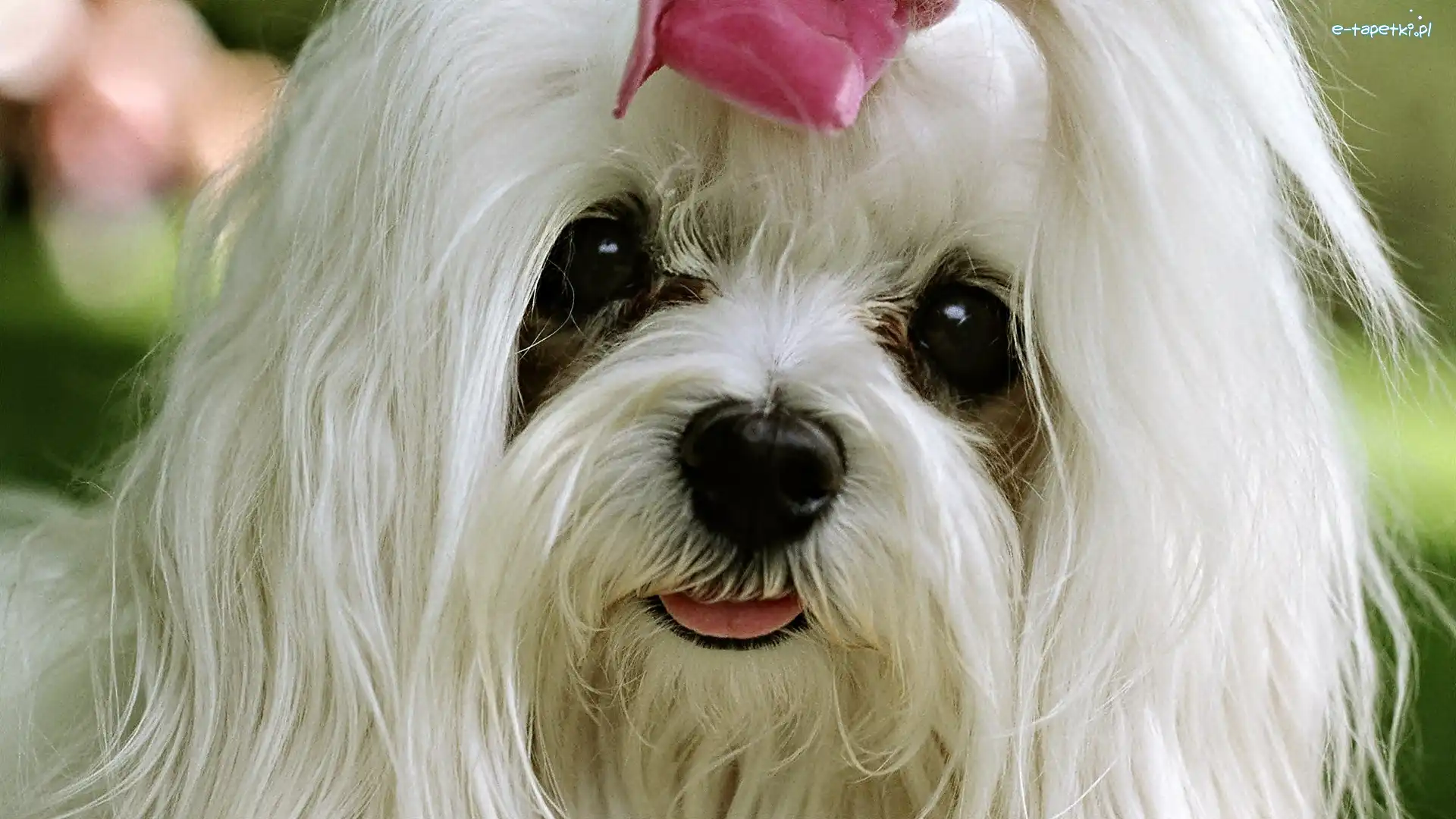 Tzu, Shih, Biały