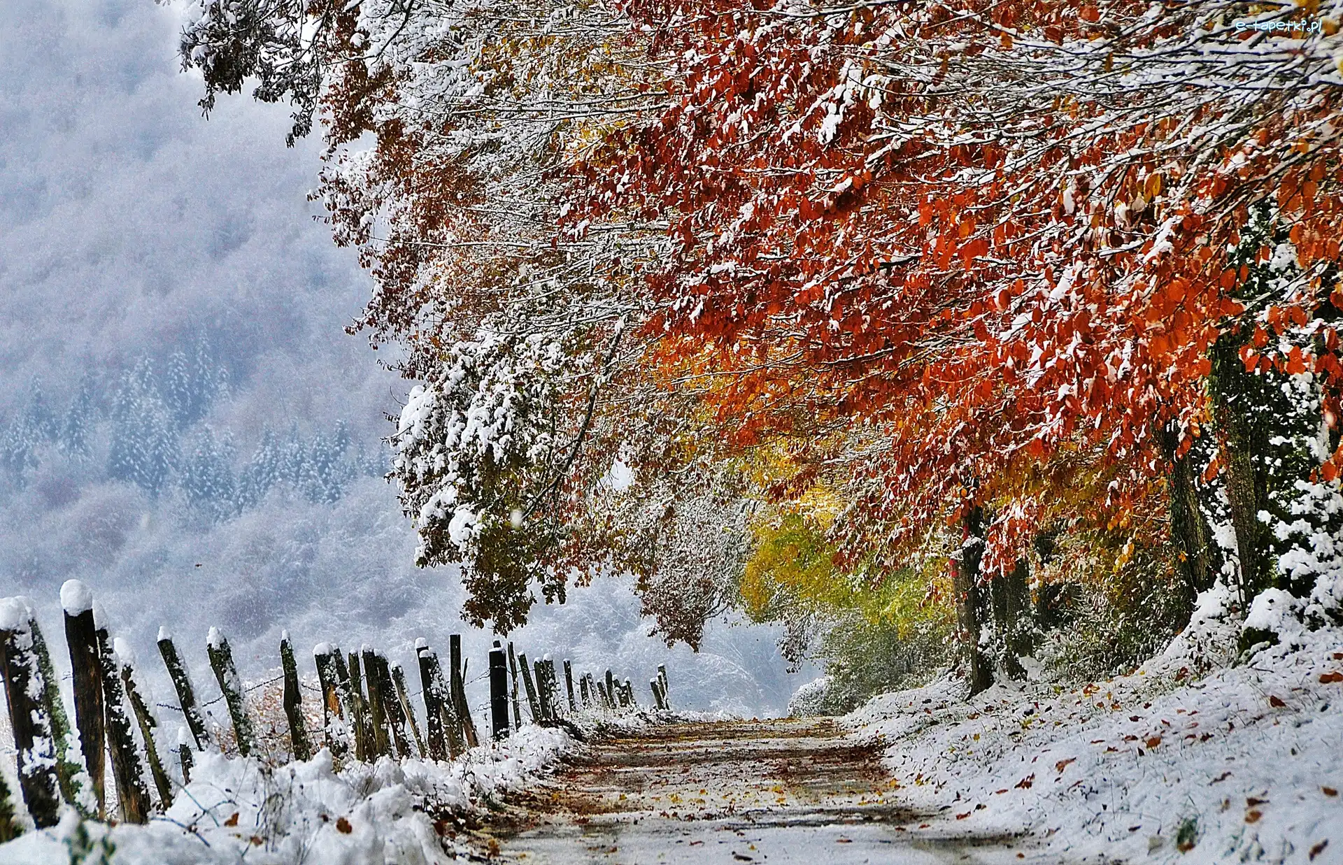 Droga, Liście, Drzewa, Śnieg, Płot
