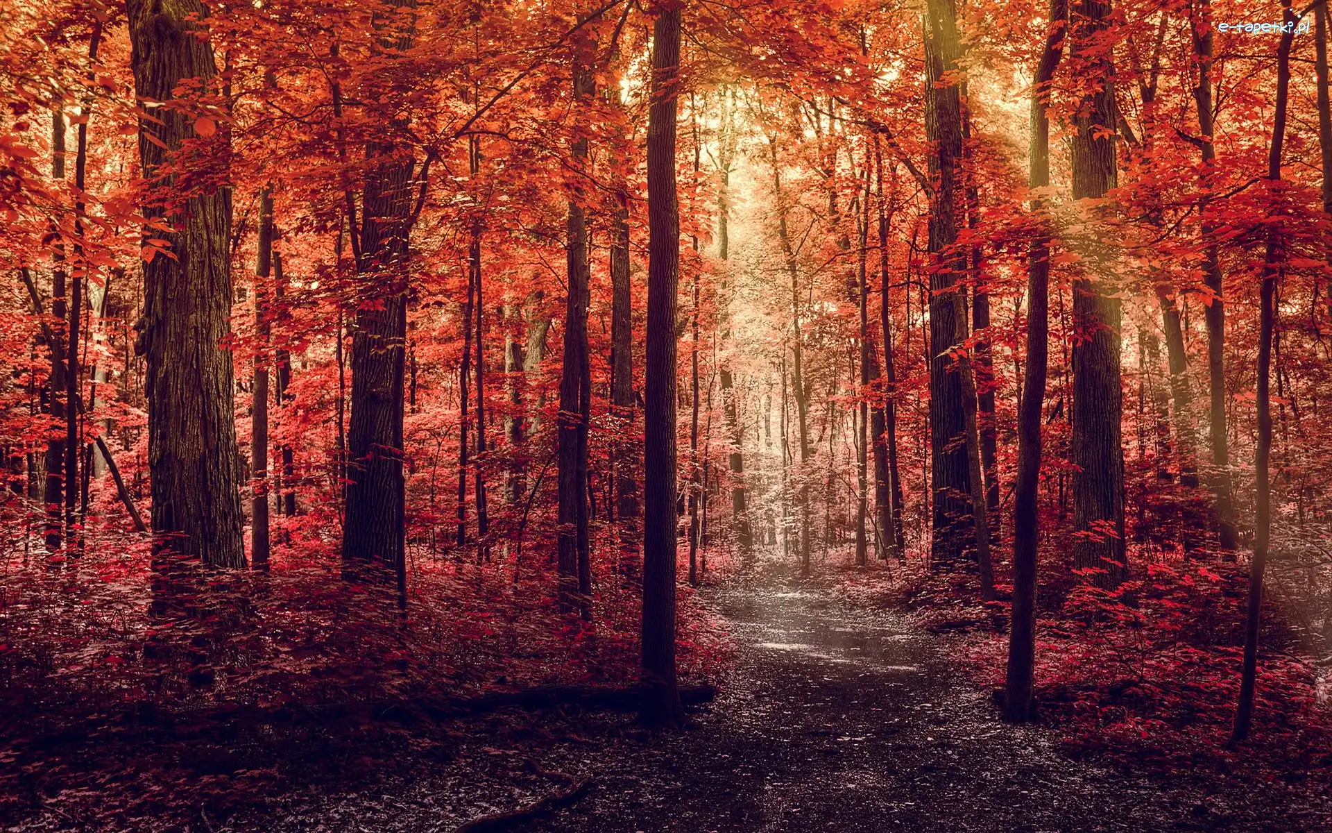 Las, Liście, Drzewa, Czerwony