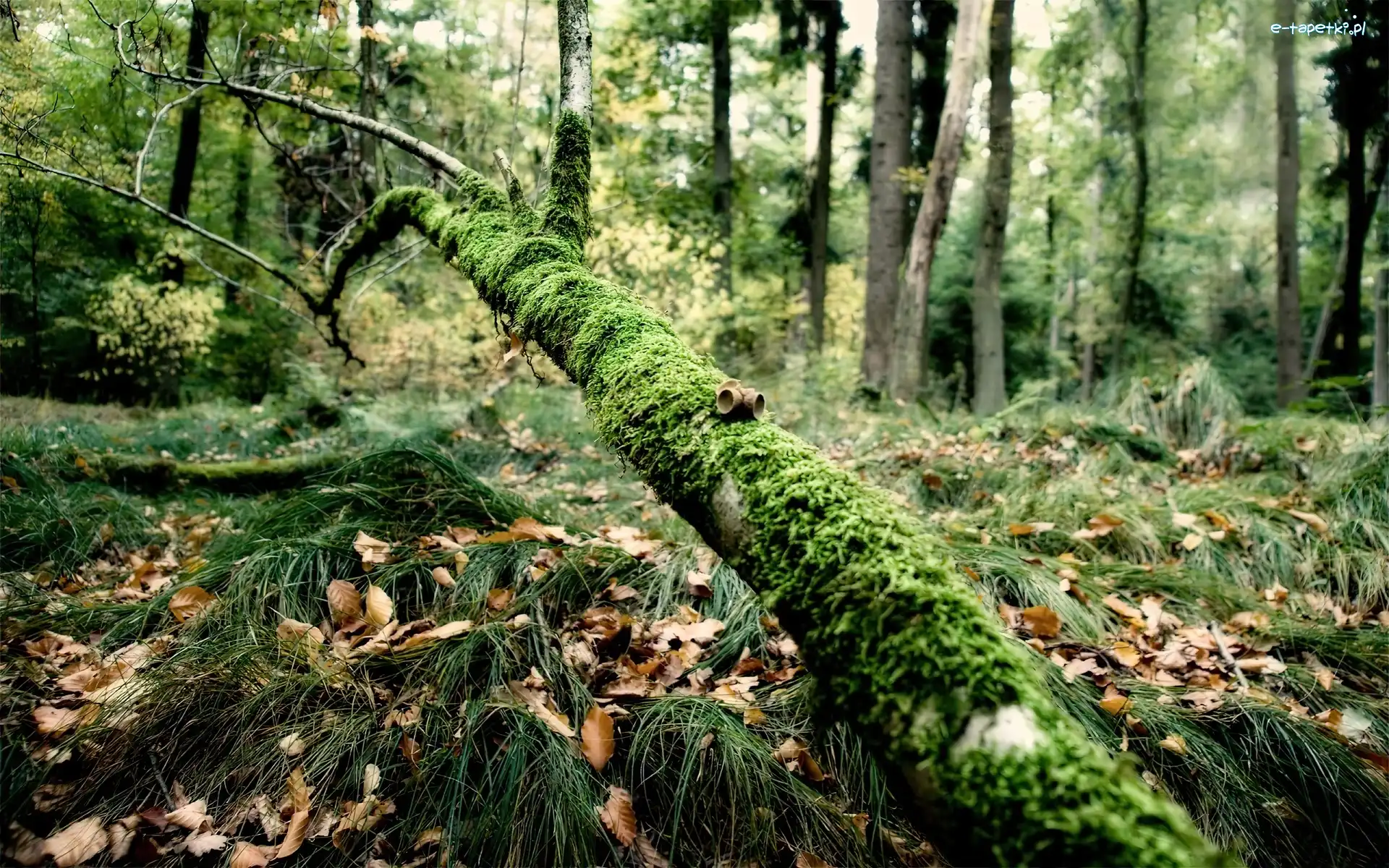 Liście, Drzewo, Mech, Trawa, Złamane, Las