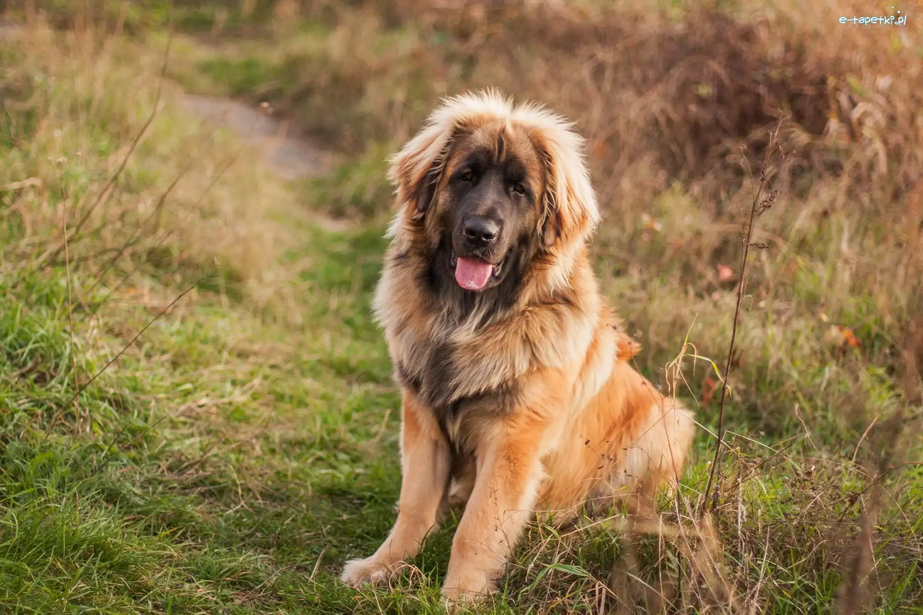 Leonberger, Pies, Brązowy
