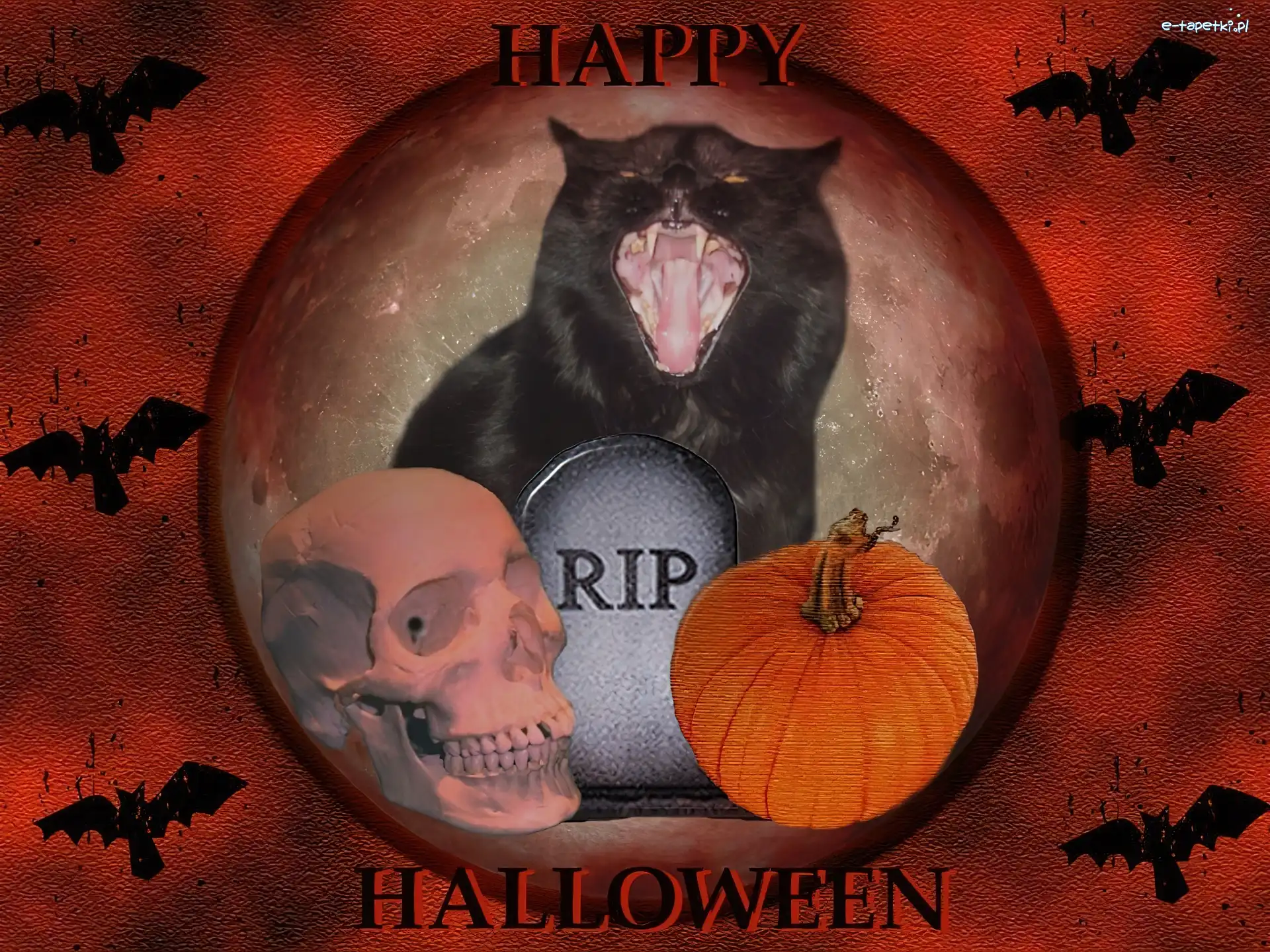 czaszka , kot, dynia, Halloween