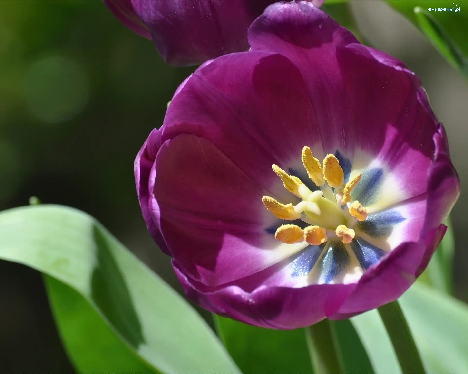 Tulipan, Różowy
