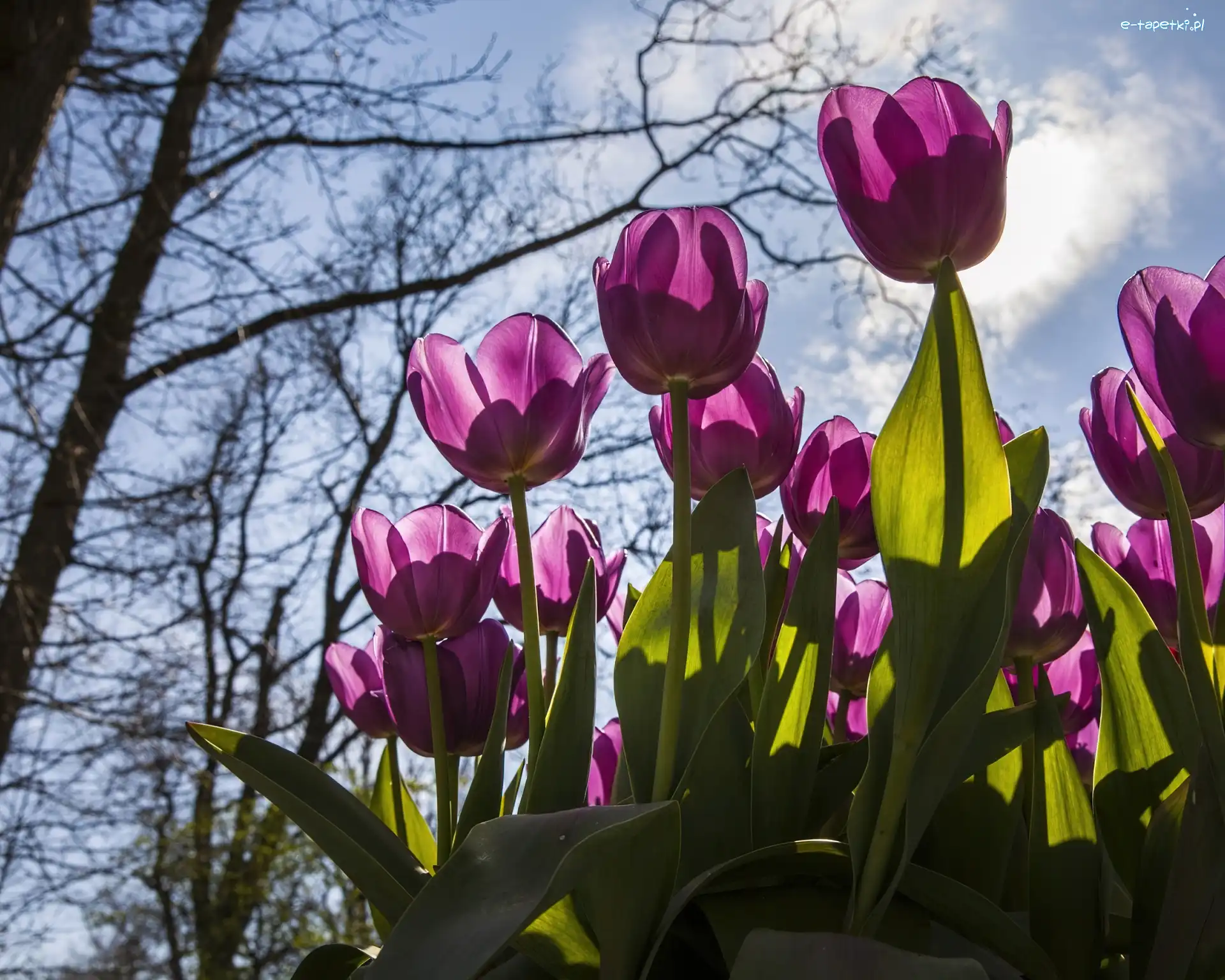 Niebo, Tulipany, Różowe