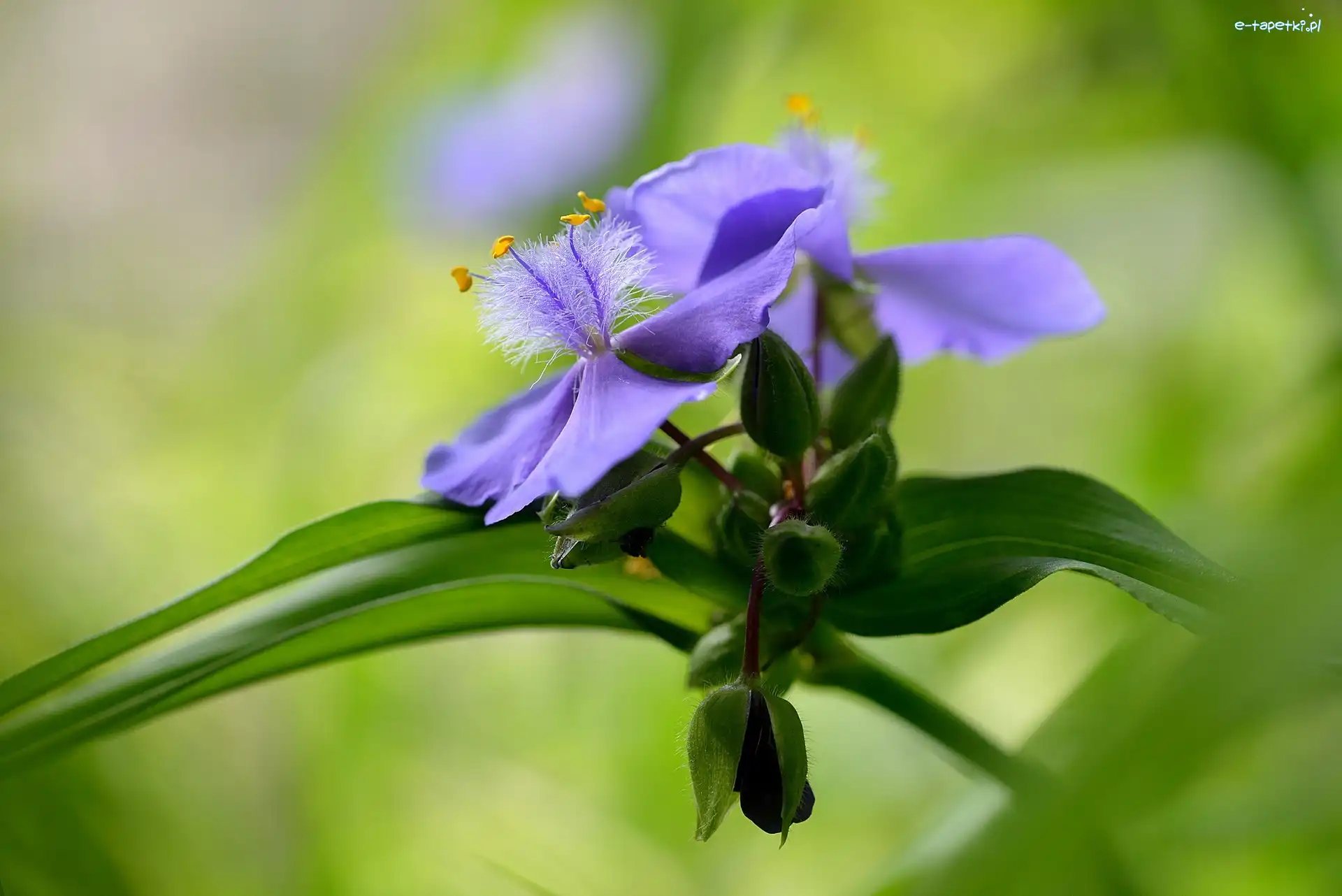 Kwiat, Pąki, Spiderwort, Tło, Liście